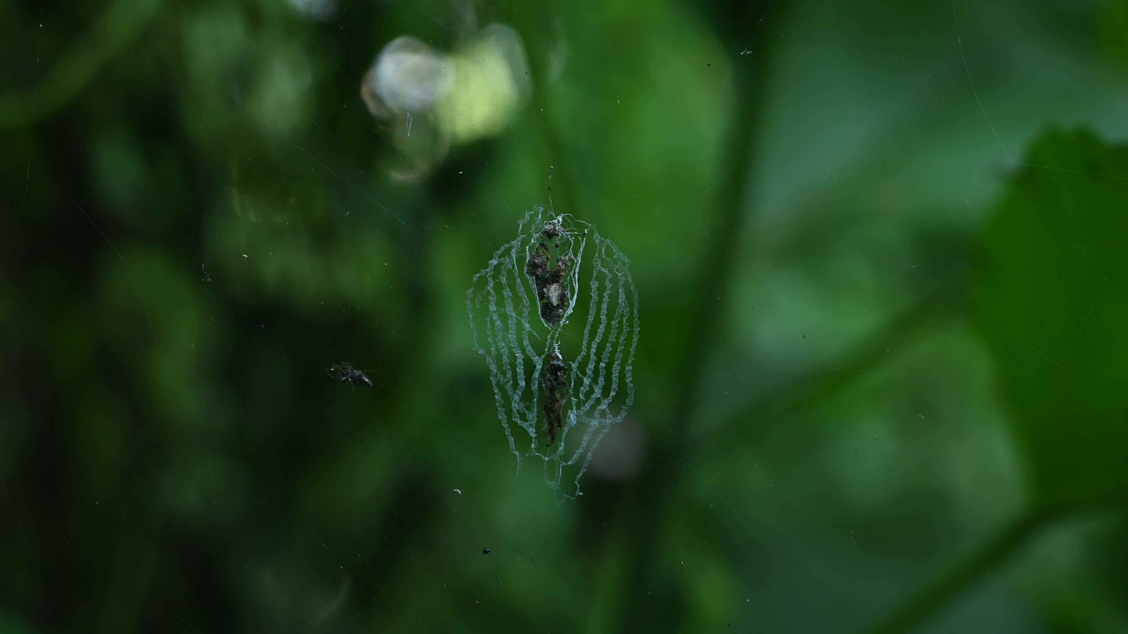 Cyclosa - Trashline Orbweavers Spider - Animal India