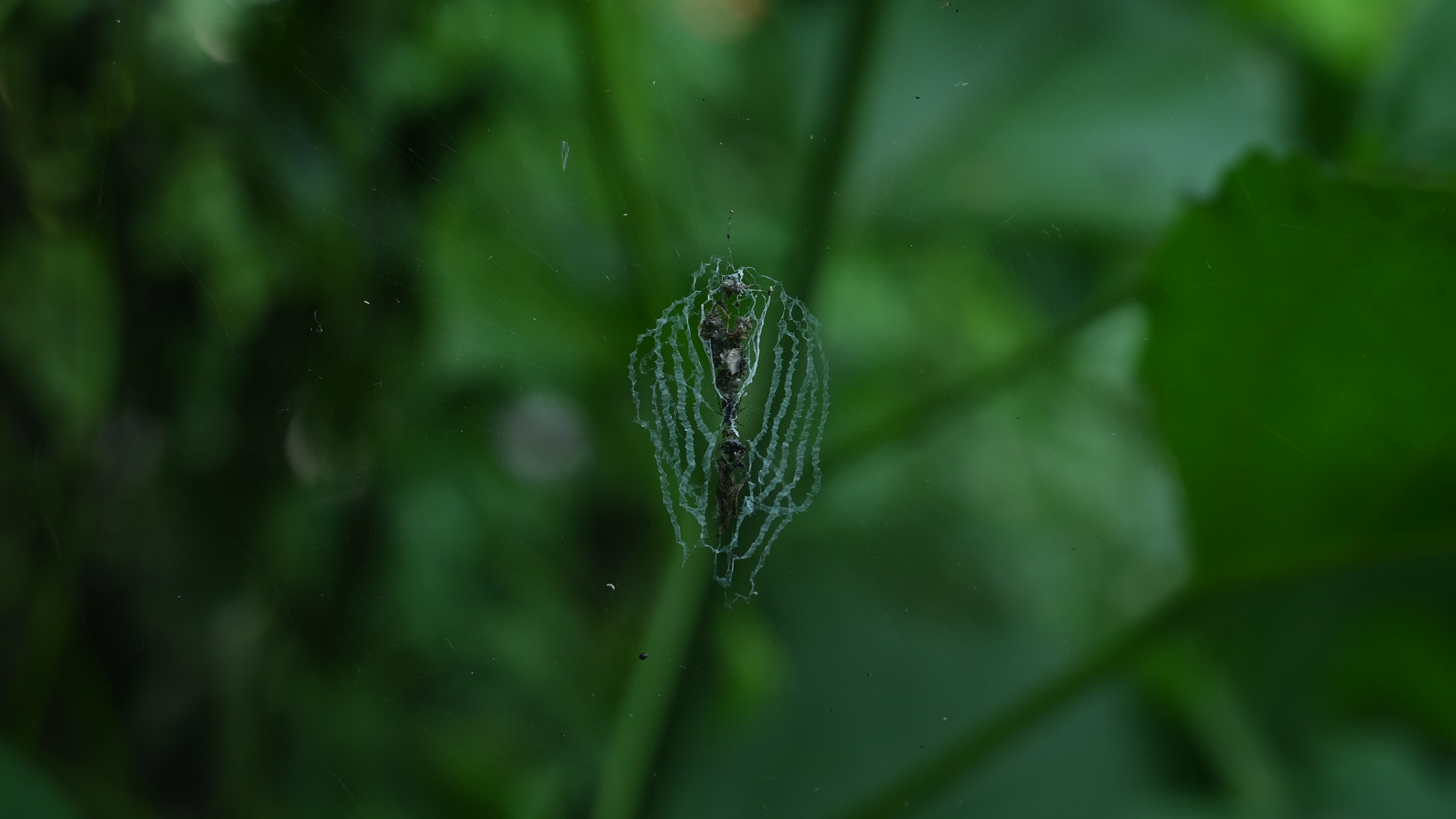 Cyclosa - Trashline Orbweavers Spider - Animal India