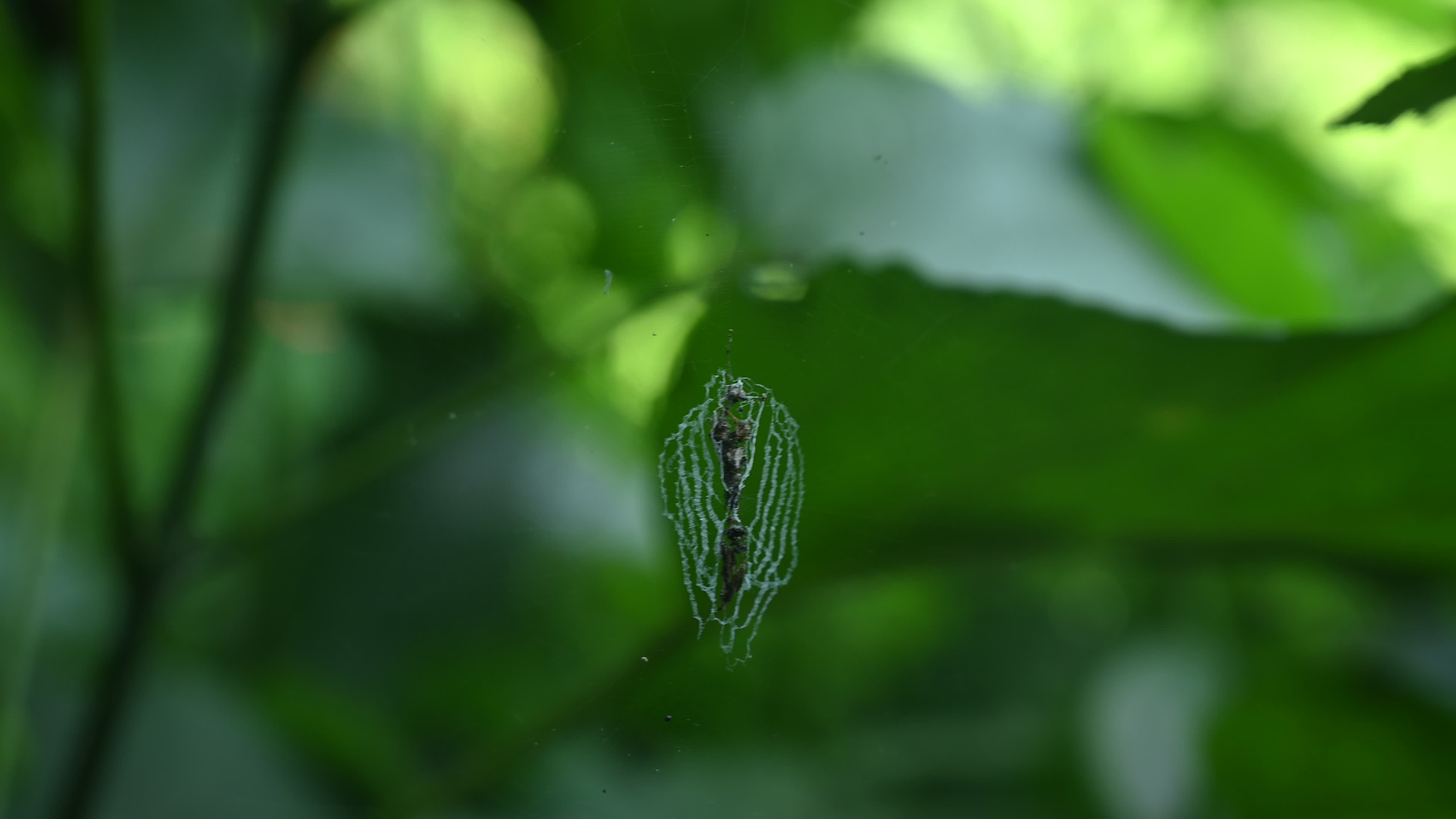 Cyclosa - Trashline Orbweavers Spider - Animal India