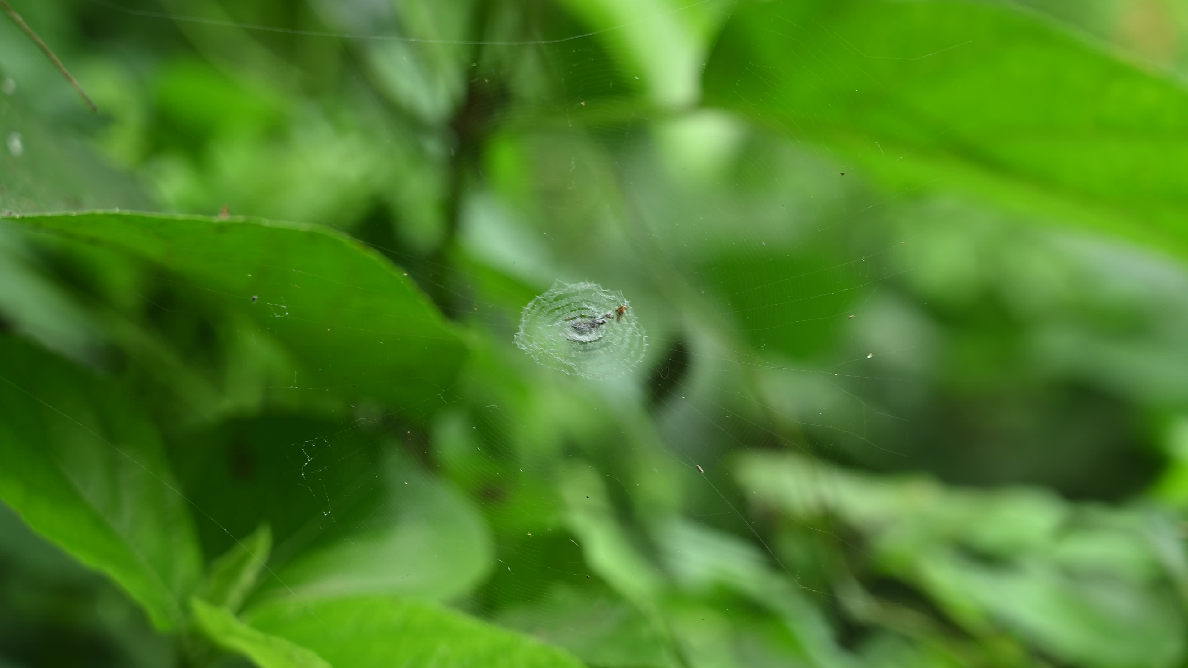 Cyclosa - Trashline Orbweavers Spider - Animal India