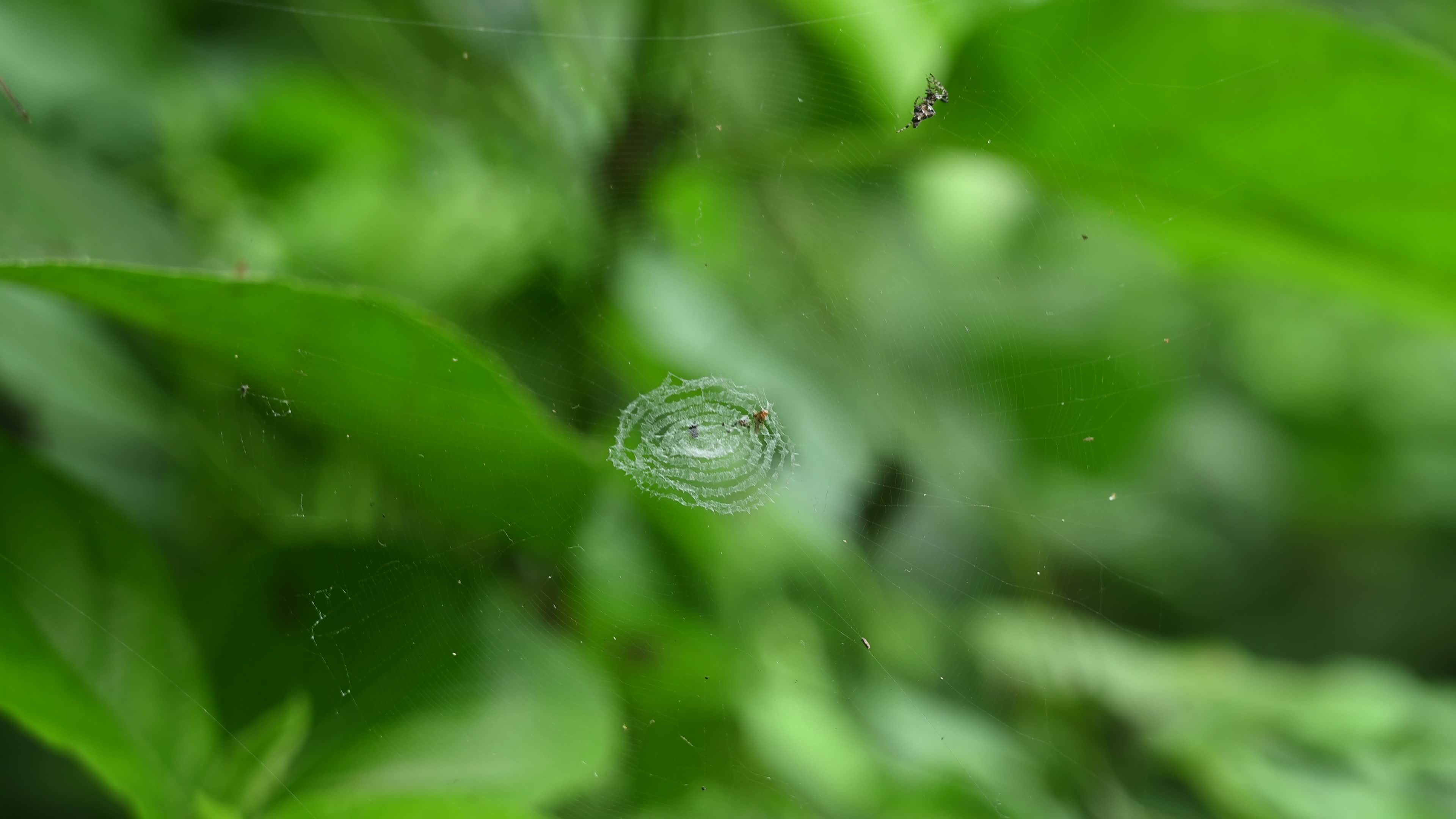 Cyclosa - Trashline Orbweavers Spider - Animal India