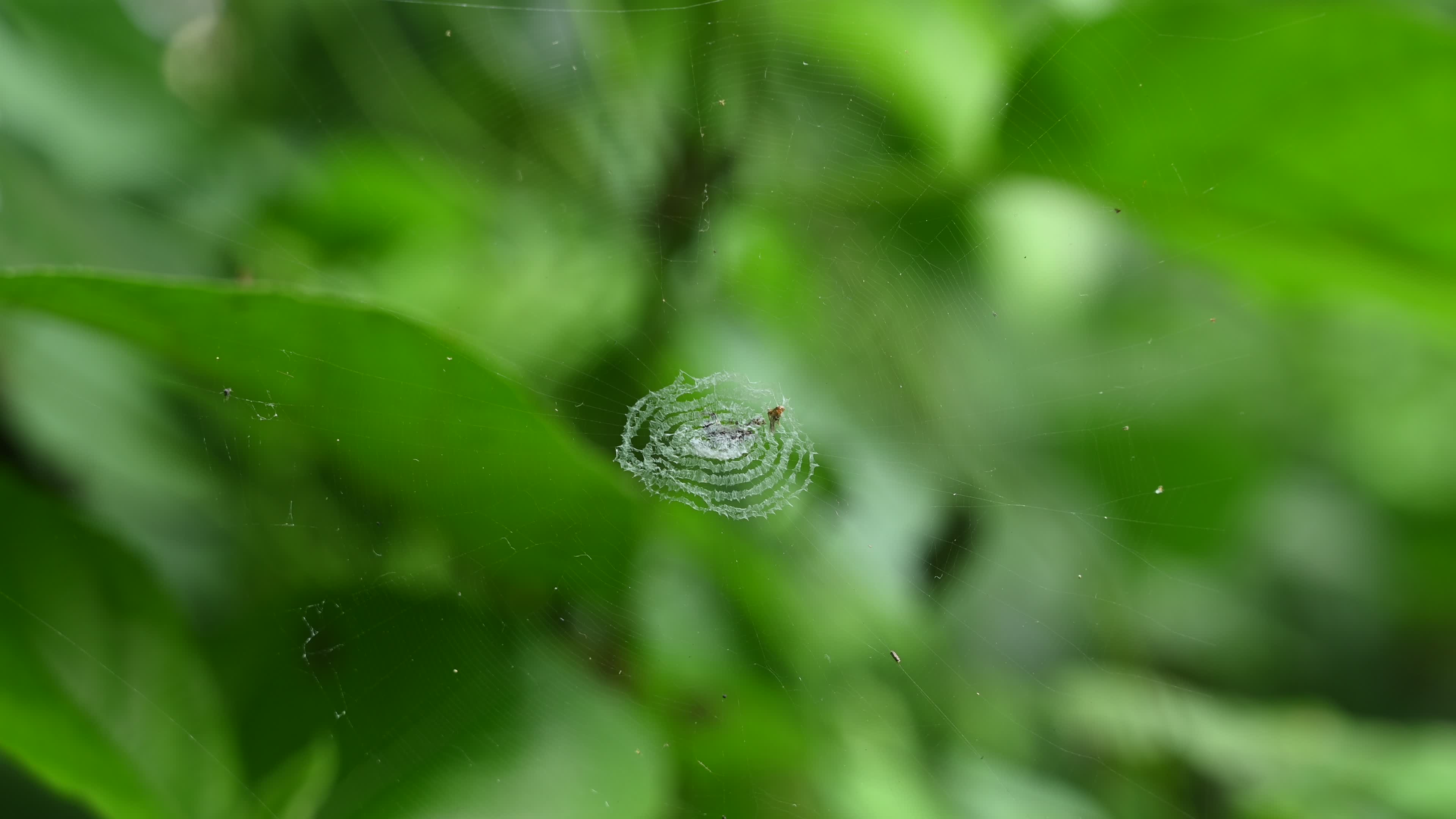 Cyclosa - Trashline Orbweavers Spider - Animal India