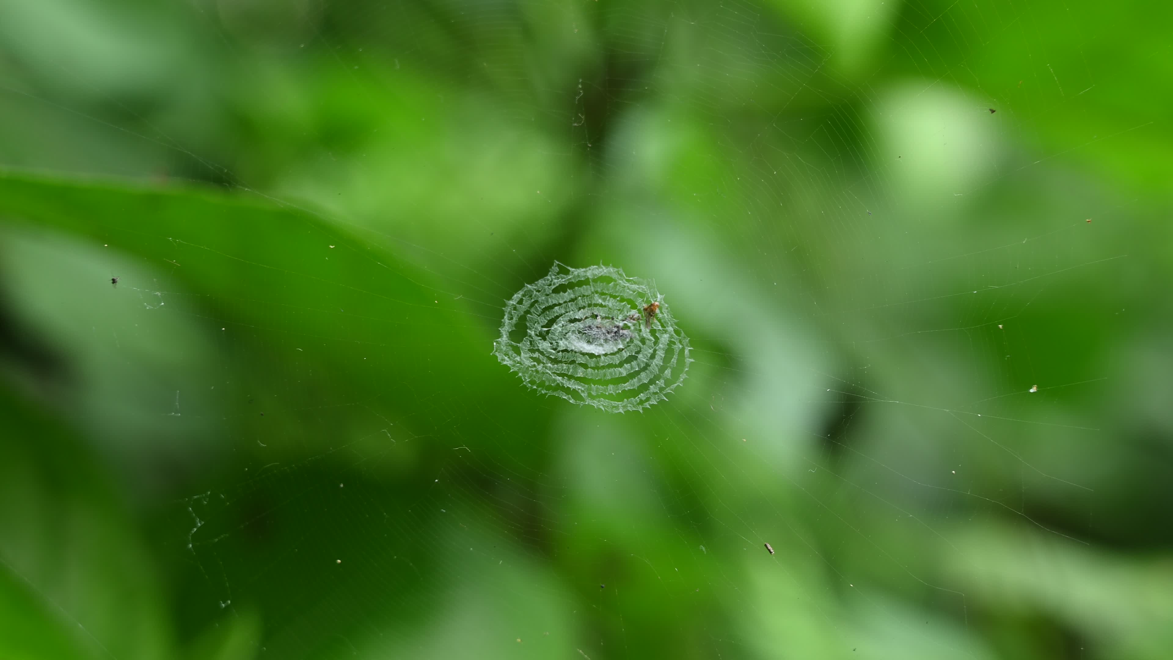 Cyclosa - Trashline Orbweavers Spider - Animal India