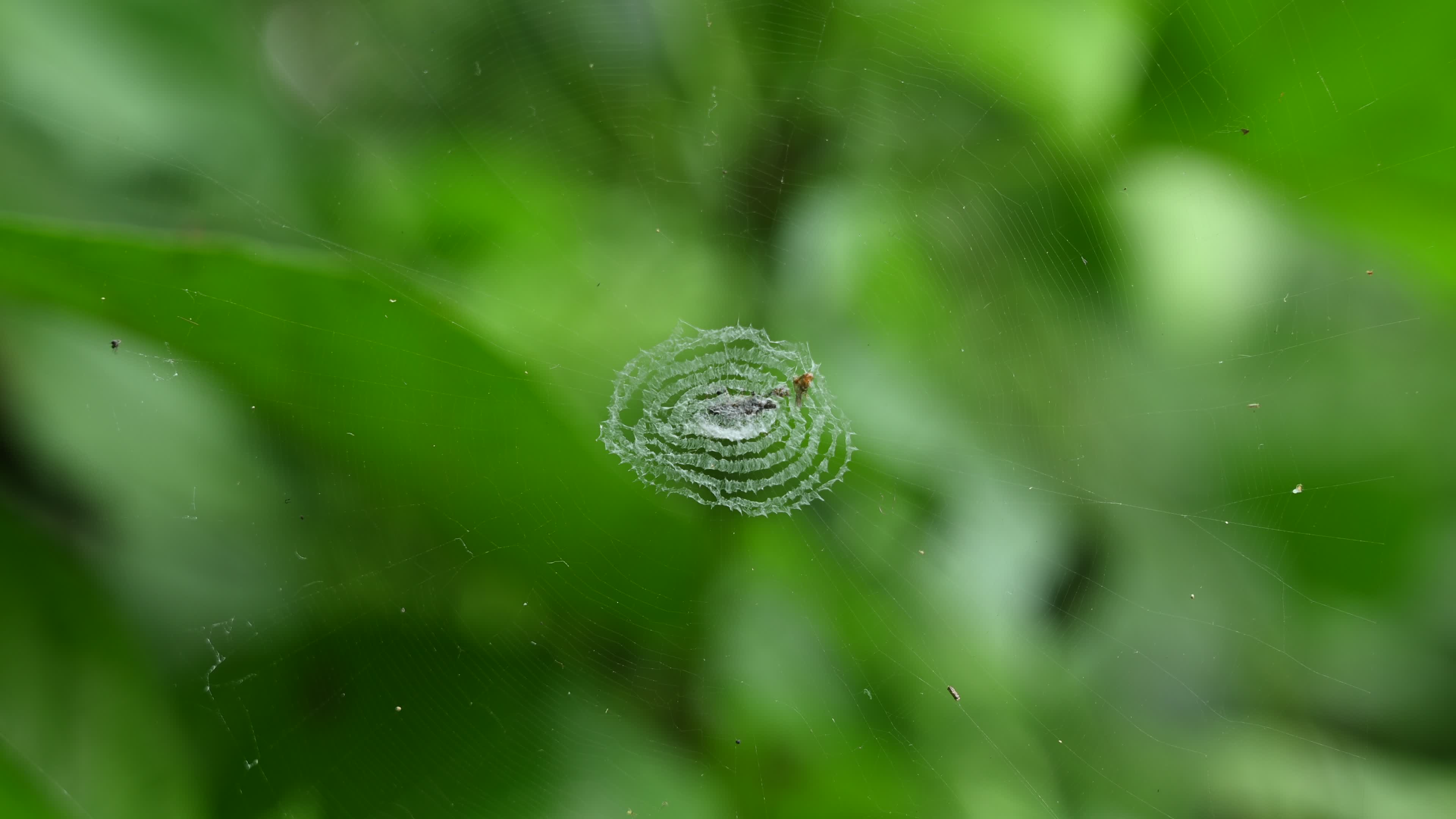 Cyclosa - Trashline Orbweavers Spider - Animal India