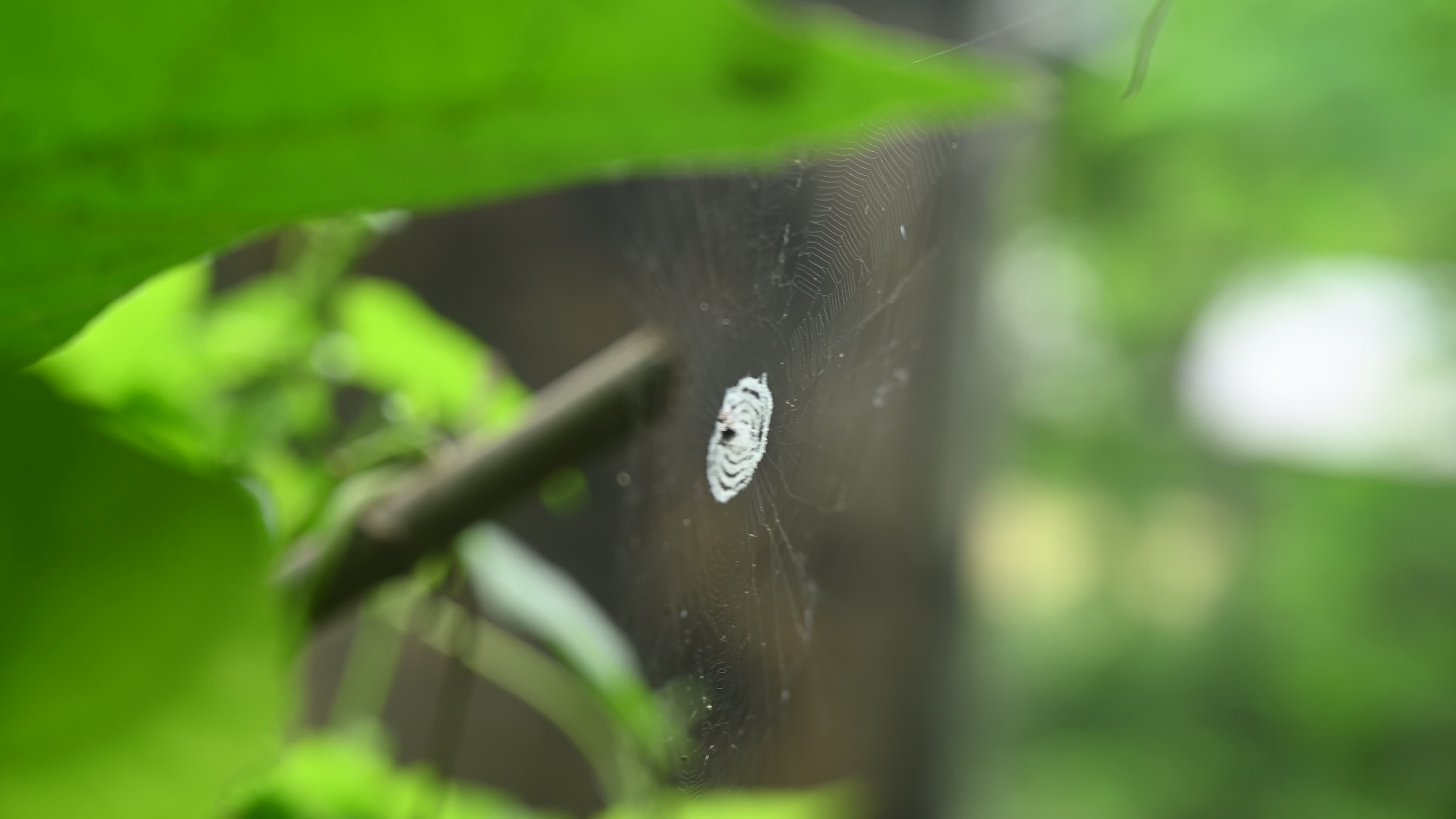 Cyclosa - Trashline Orbweavers Spider - Animal India