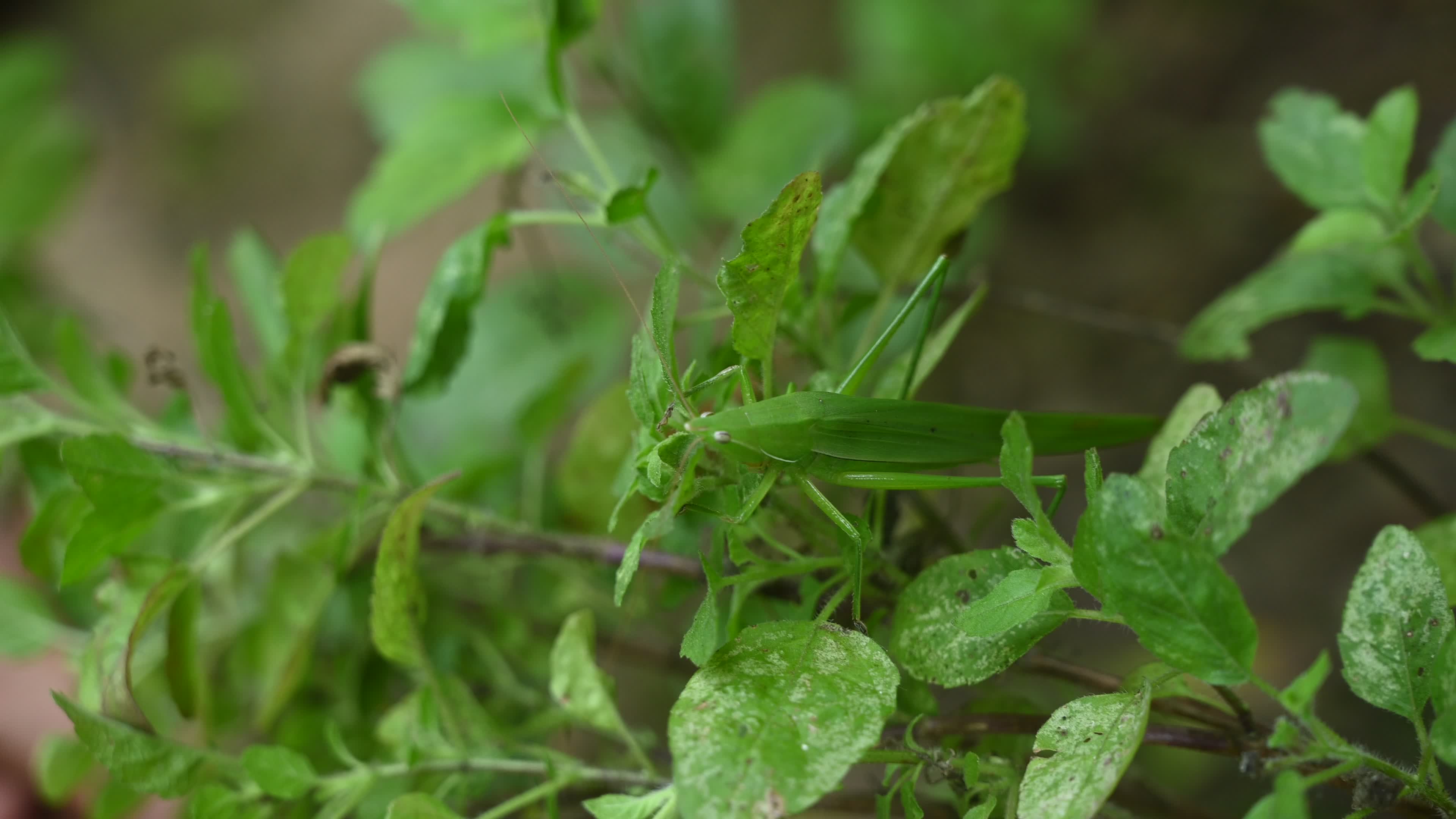 Ruspolia nitidula - Cone-headed grasshopper - Animal India
