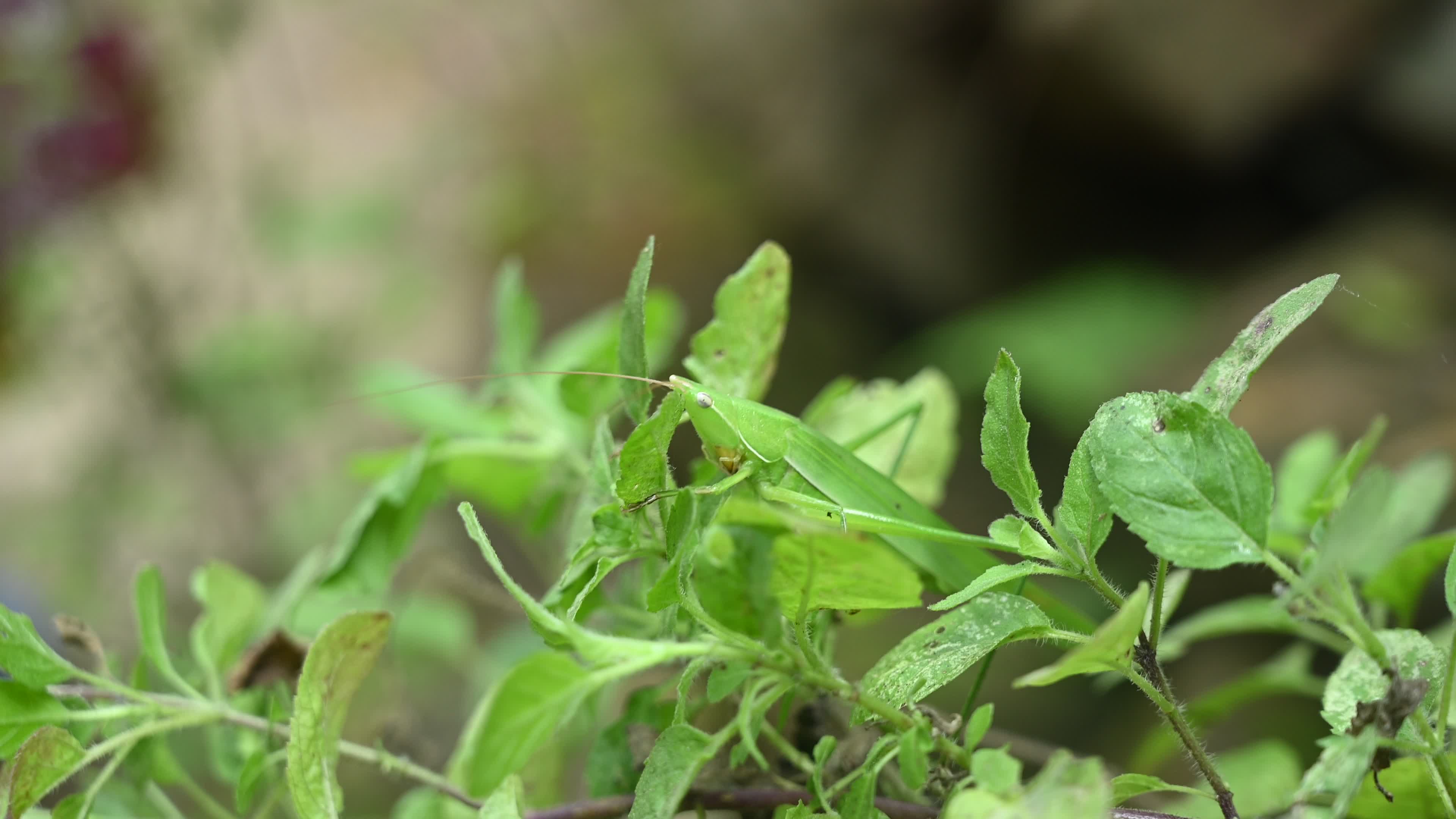Ruspolia nitidula - Cone-headed grasshopper - Animal India
