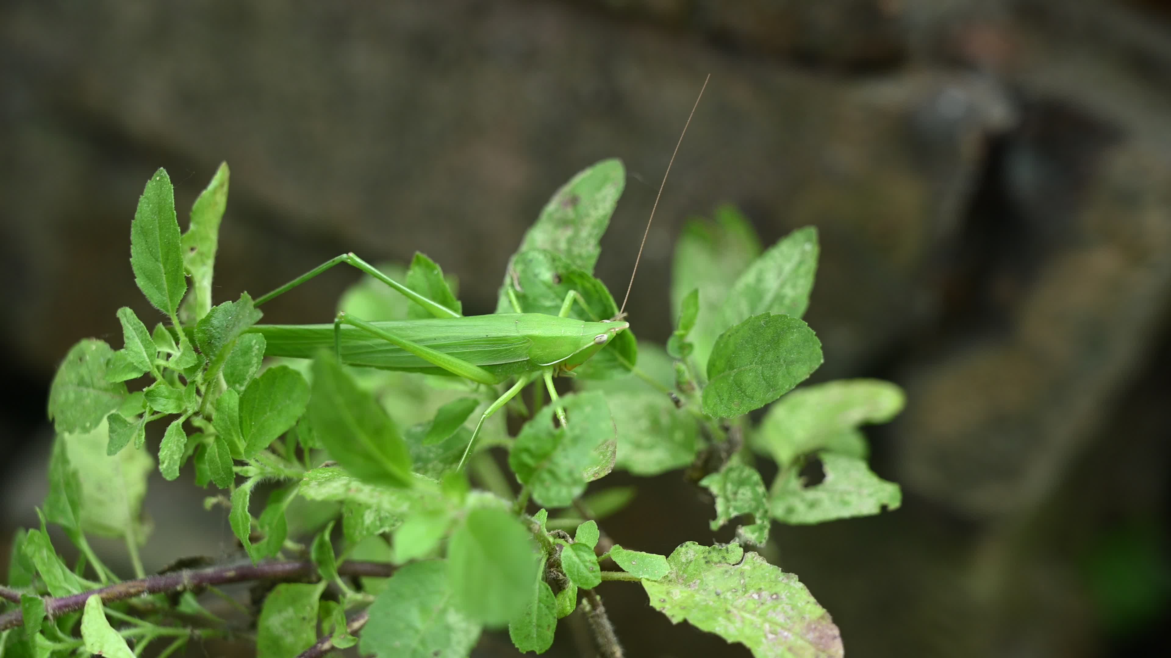 Ruspolia nitidula - Cone-headed grasshopper - Animal India
