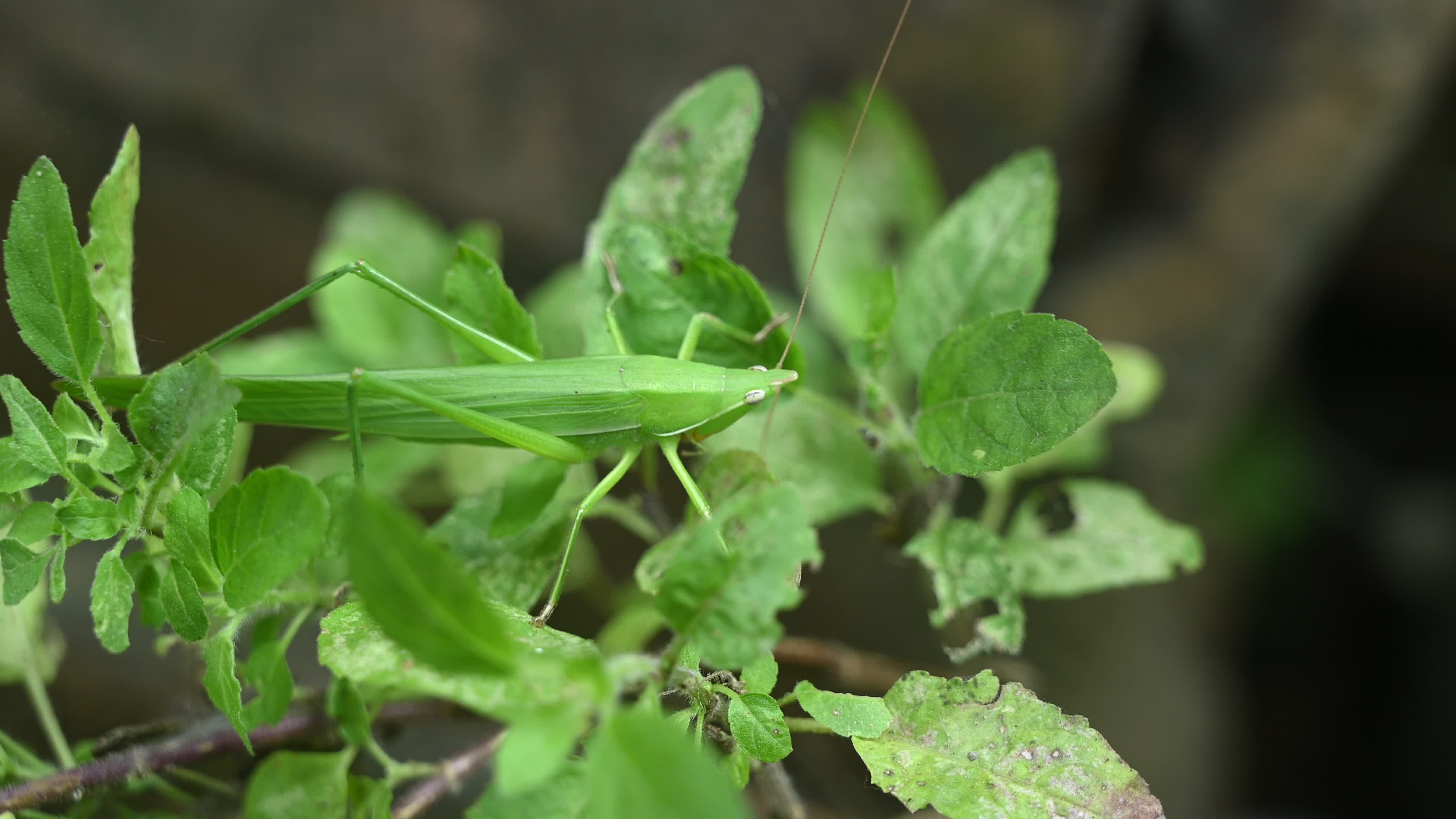 Ruspolia nitidula - Cone-headed grasshopper - Animal India

