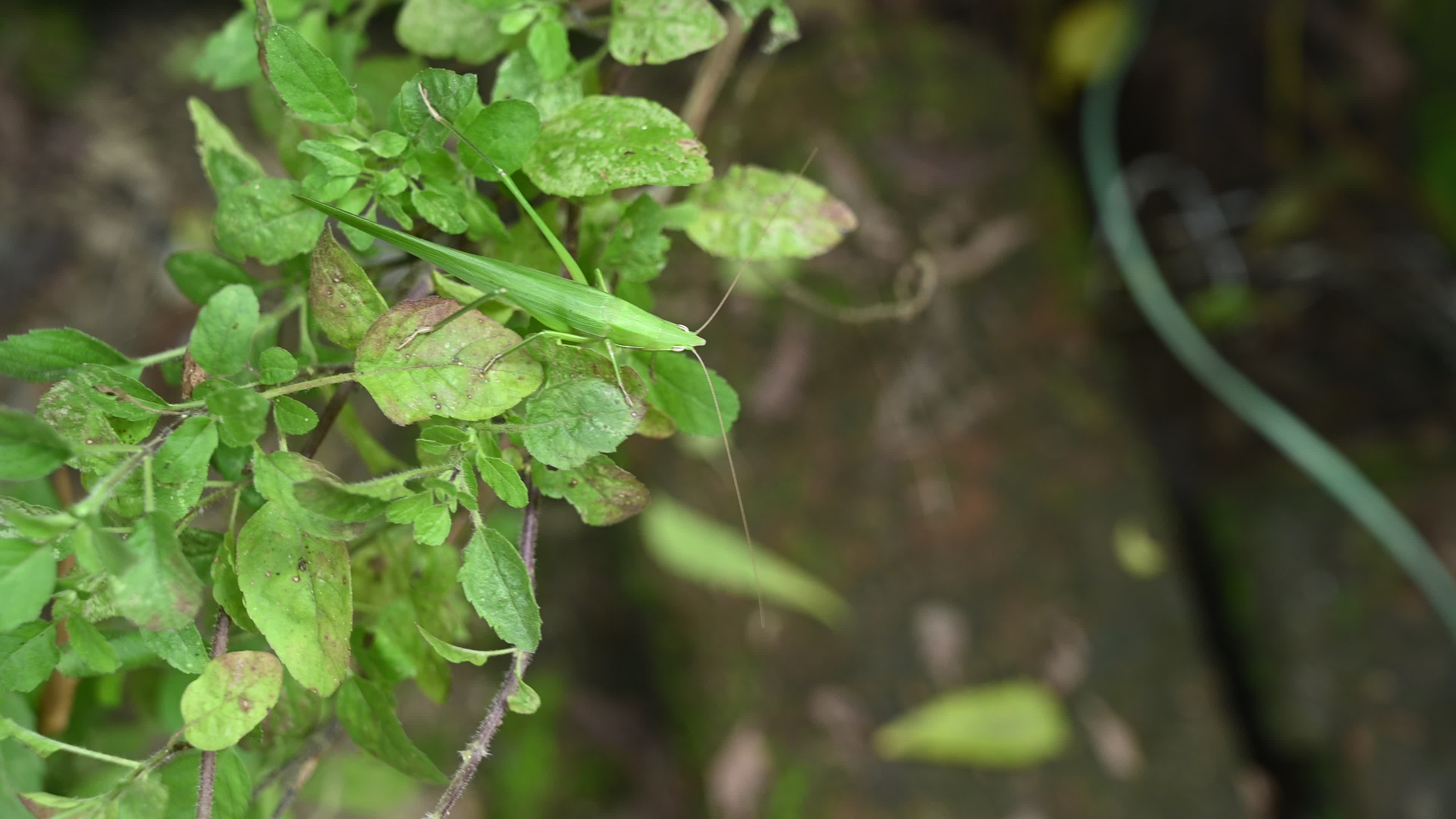 Ruspolia nitidula - Cone-headed grasshopper - Animal India
