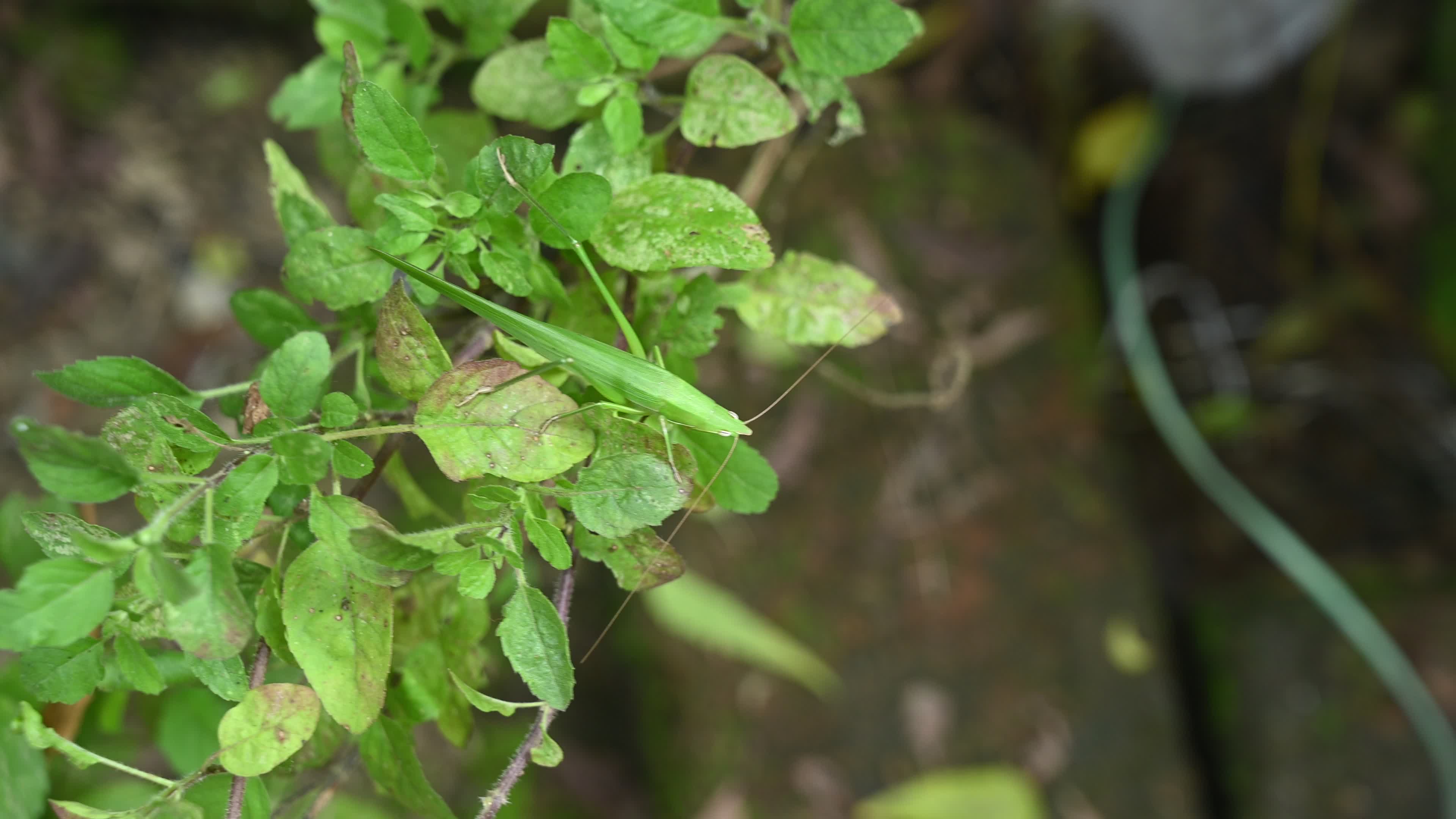 Ruspolia nitidula - Cone-headed grasshopper - Animal India
