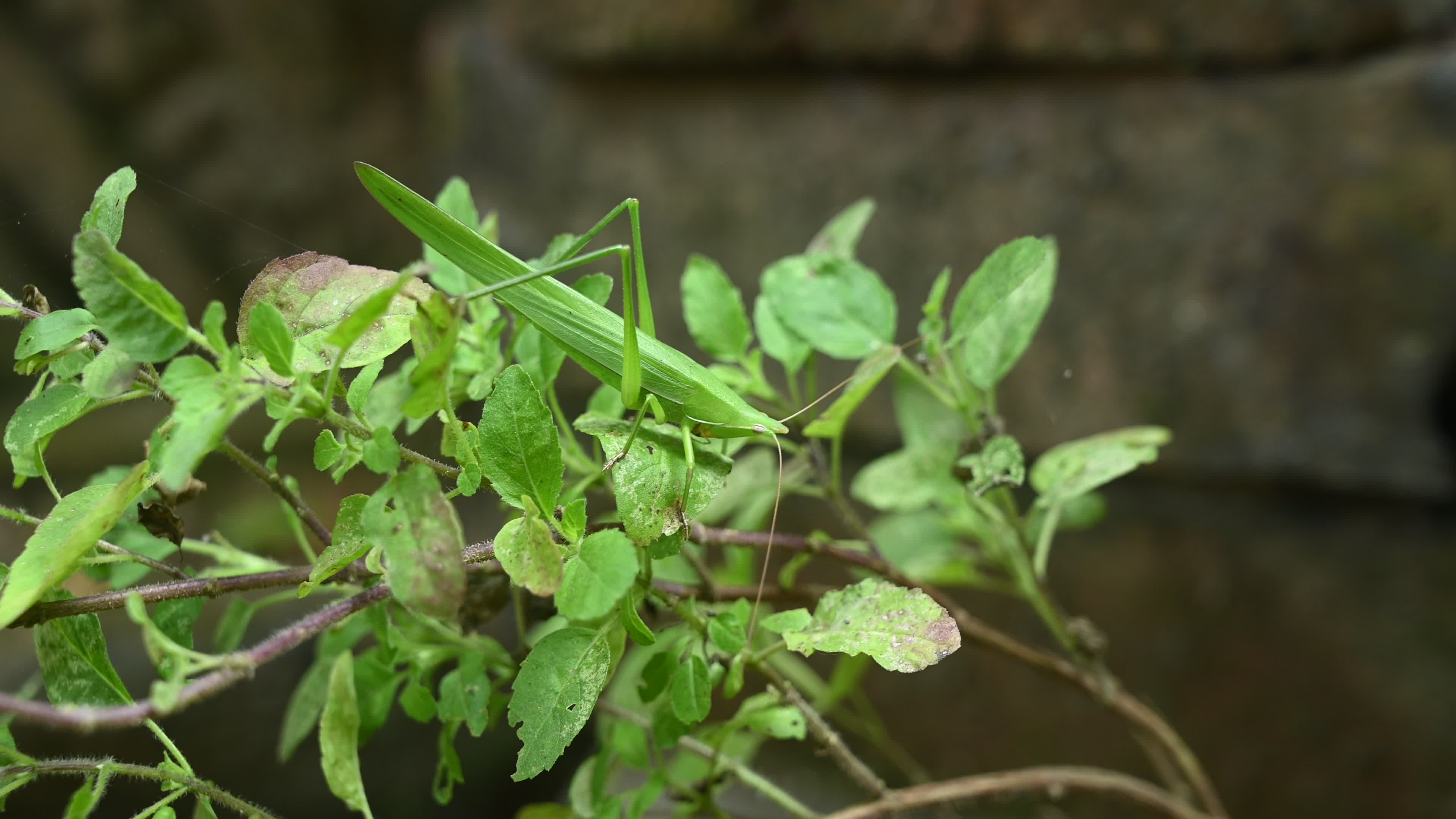 Ruspolia nitidula - Cone-headed grasshopper - Animal India
