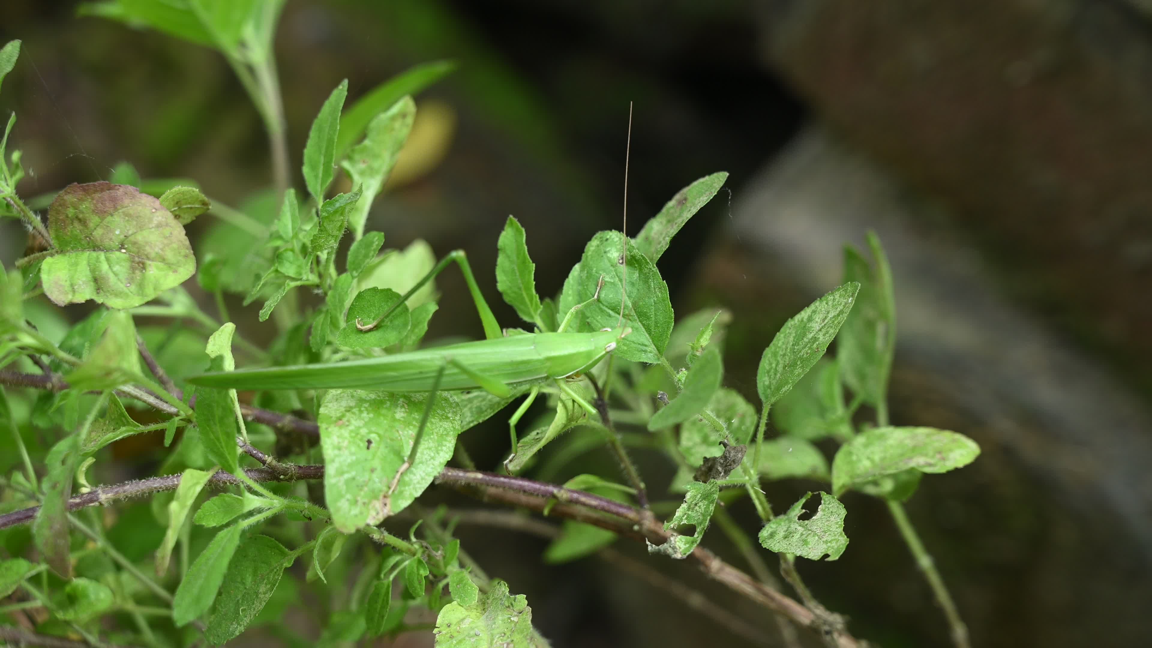 Ruspolia nitidula - Cone-headed grasshopper - Animal India
