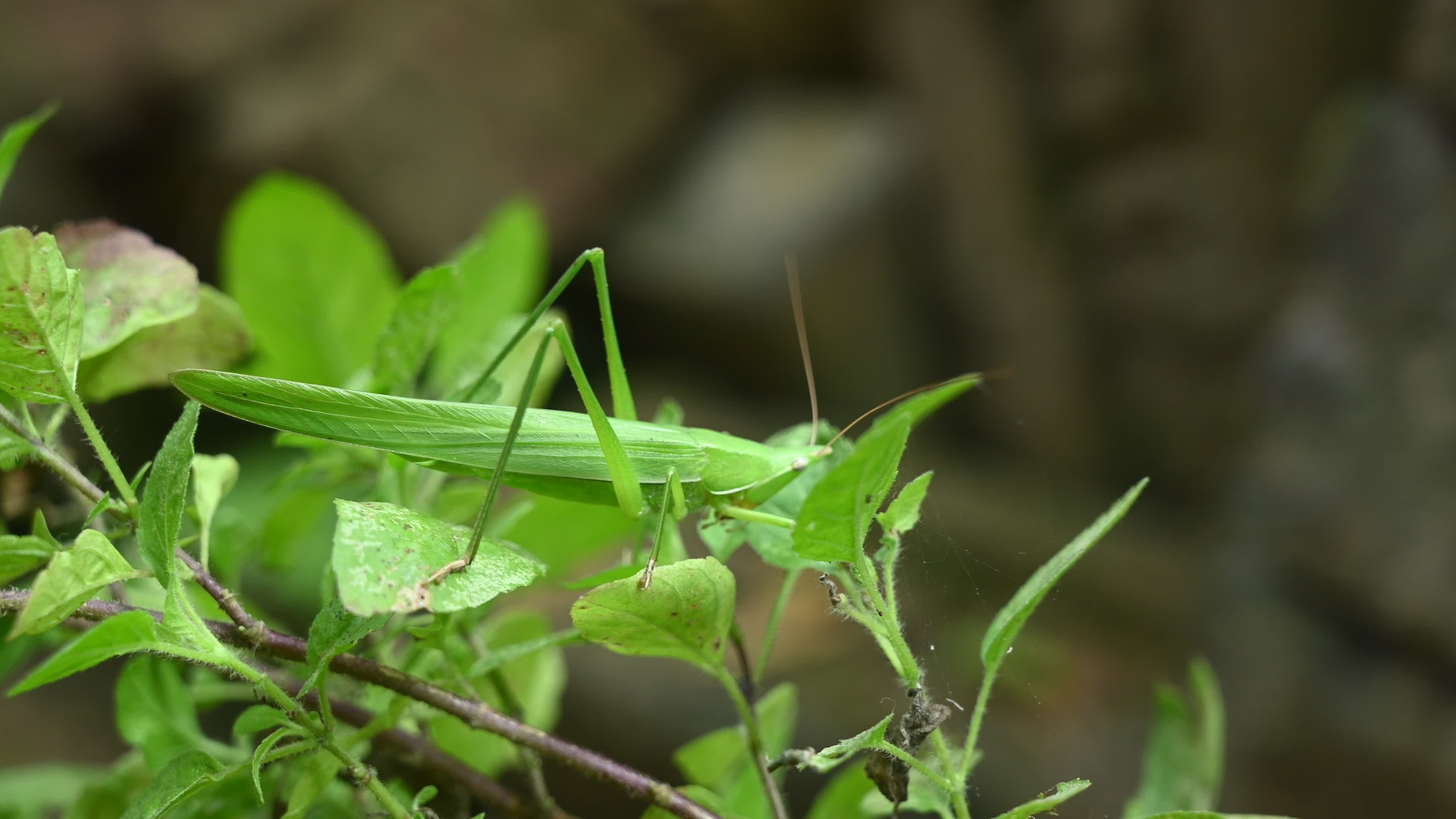 Ruspolia nitidula - Cone-headed grasshopper - Animal India
