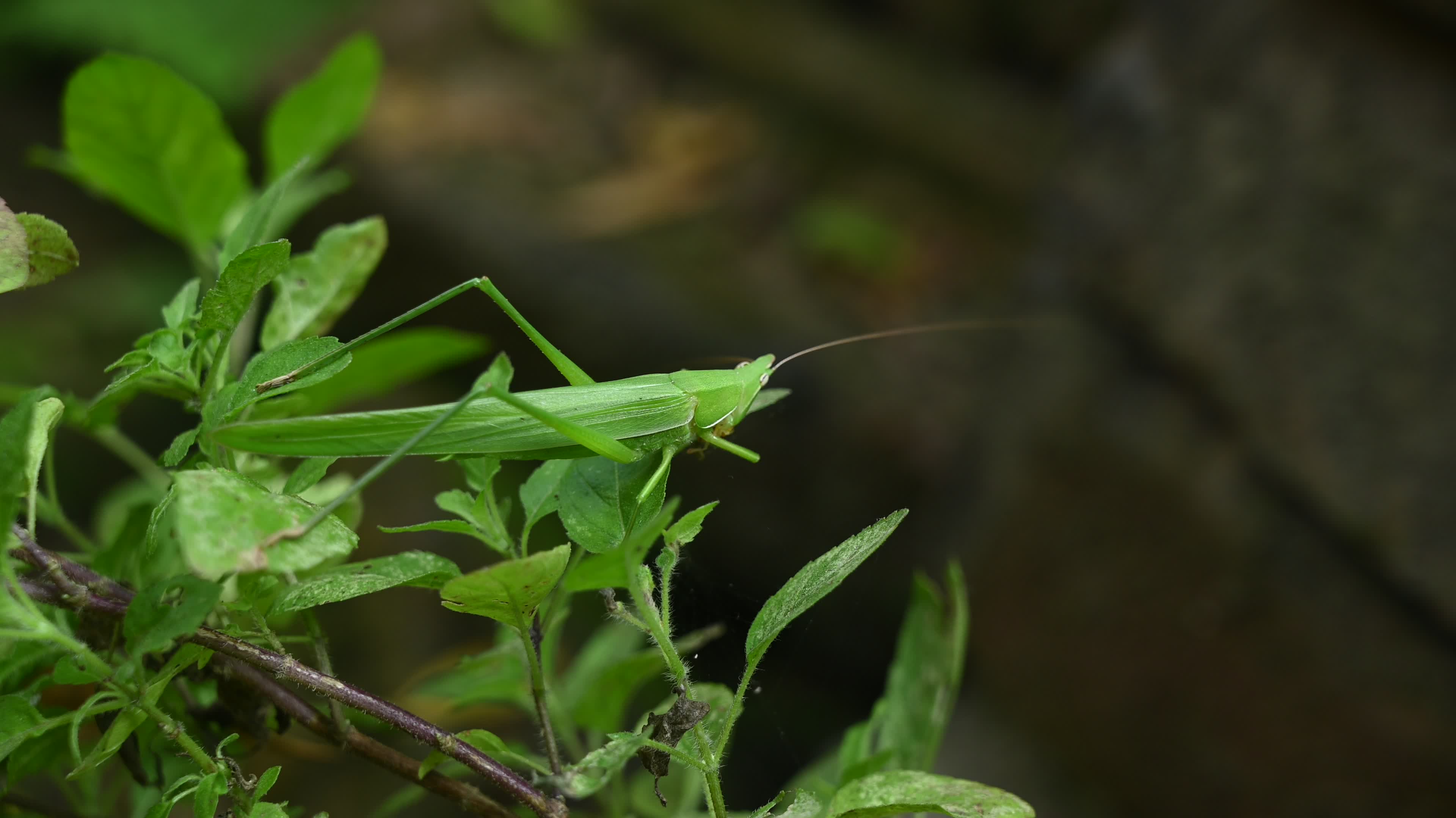 Ruspolia nitidula - Cone-headed grasshopper - Animal India
