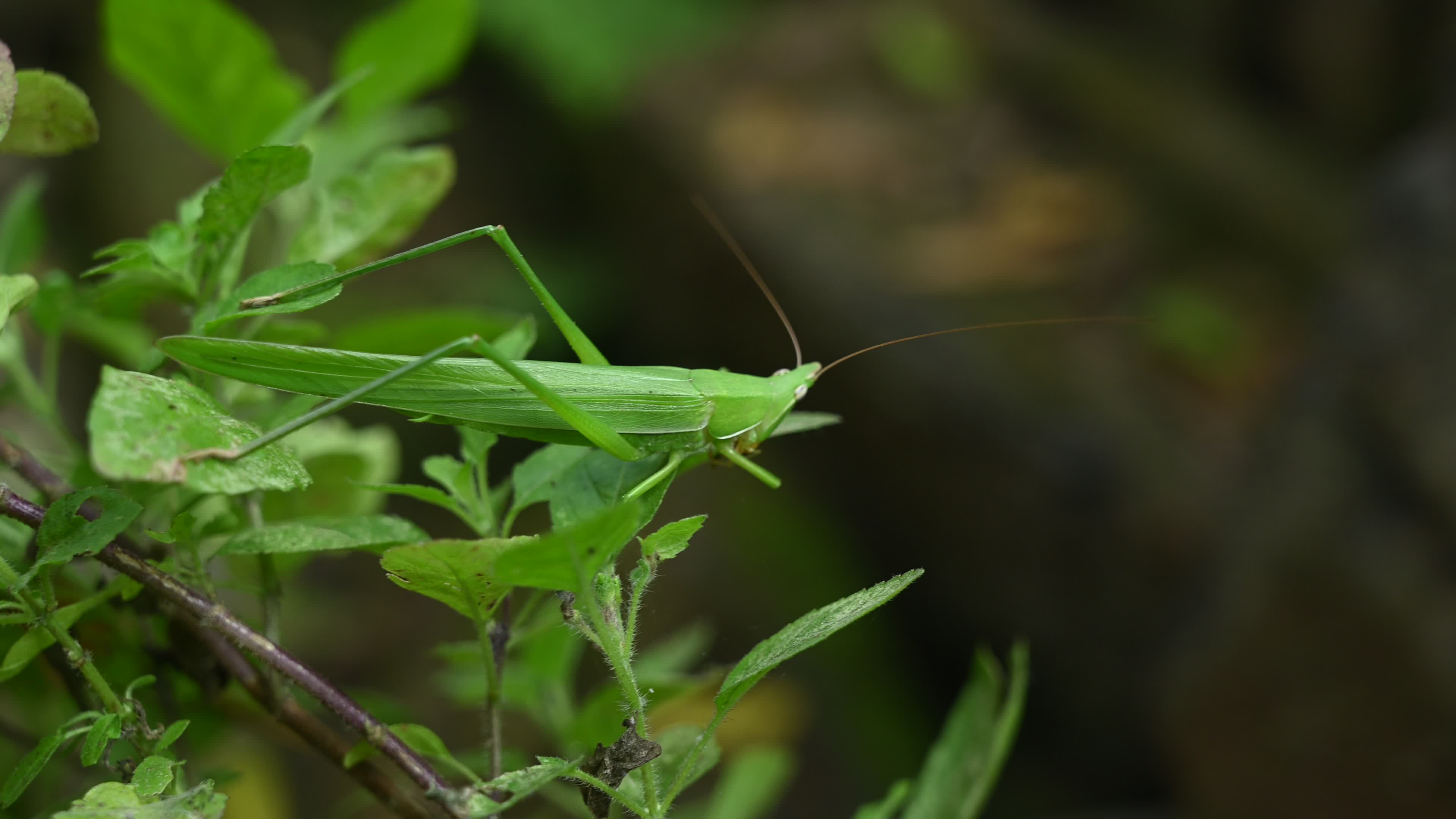 Ruspolia nitidula - Cone-headed grasshopper - Animal India

