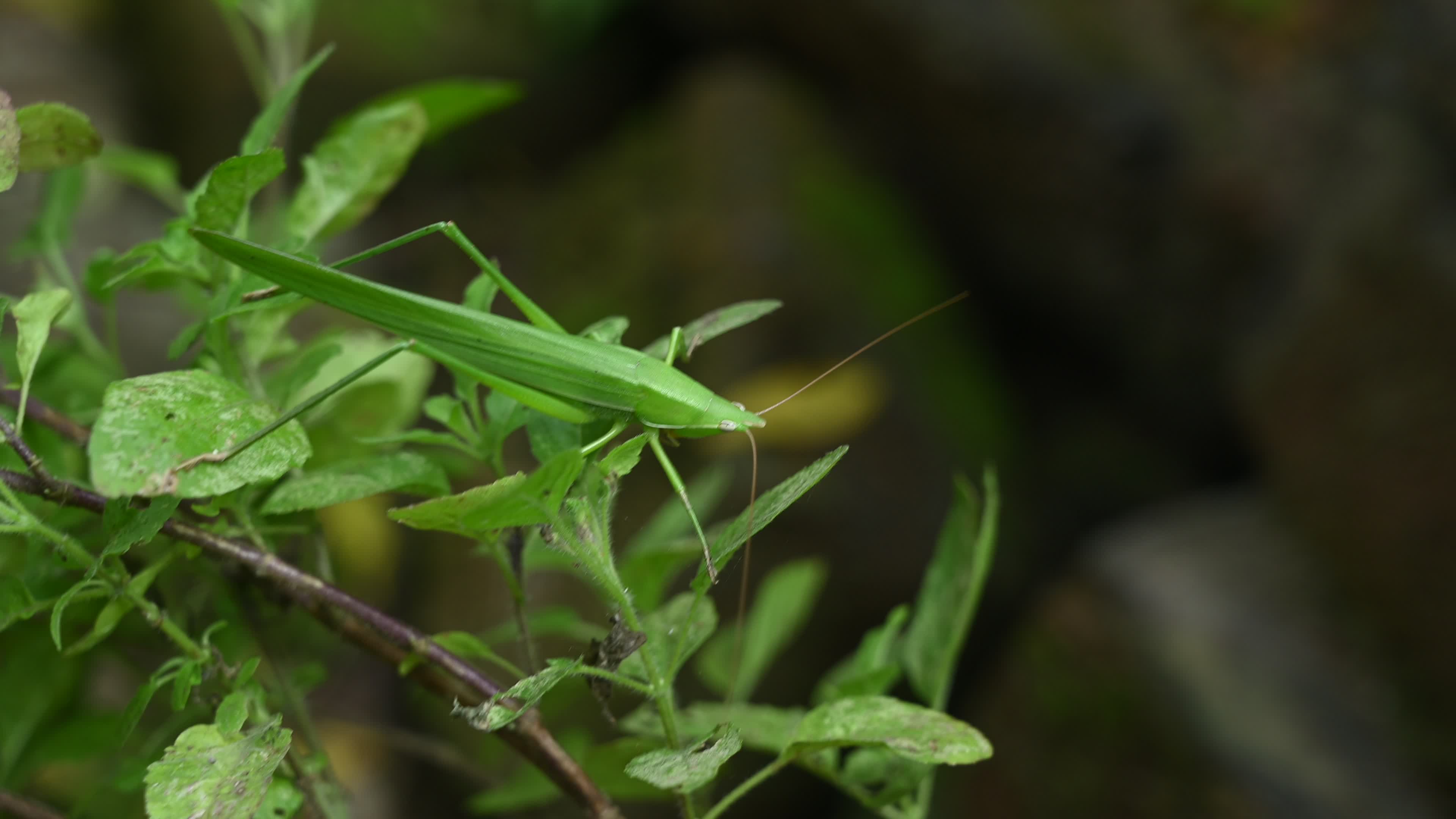 Ruspolia nitidula - Cone-headed grasshopper - Animal India
