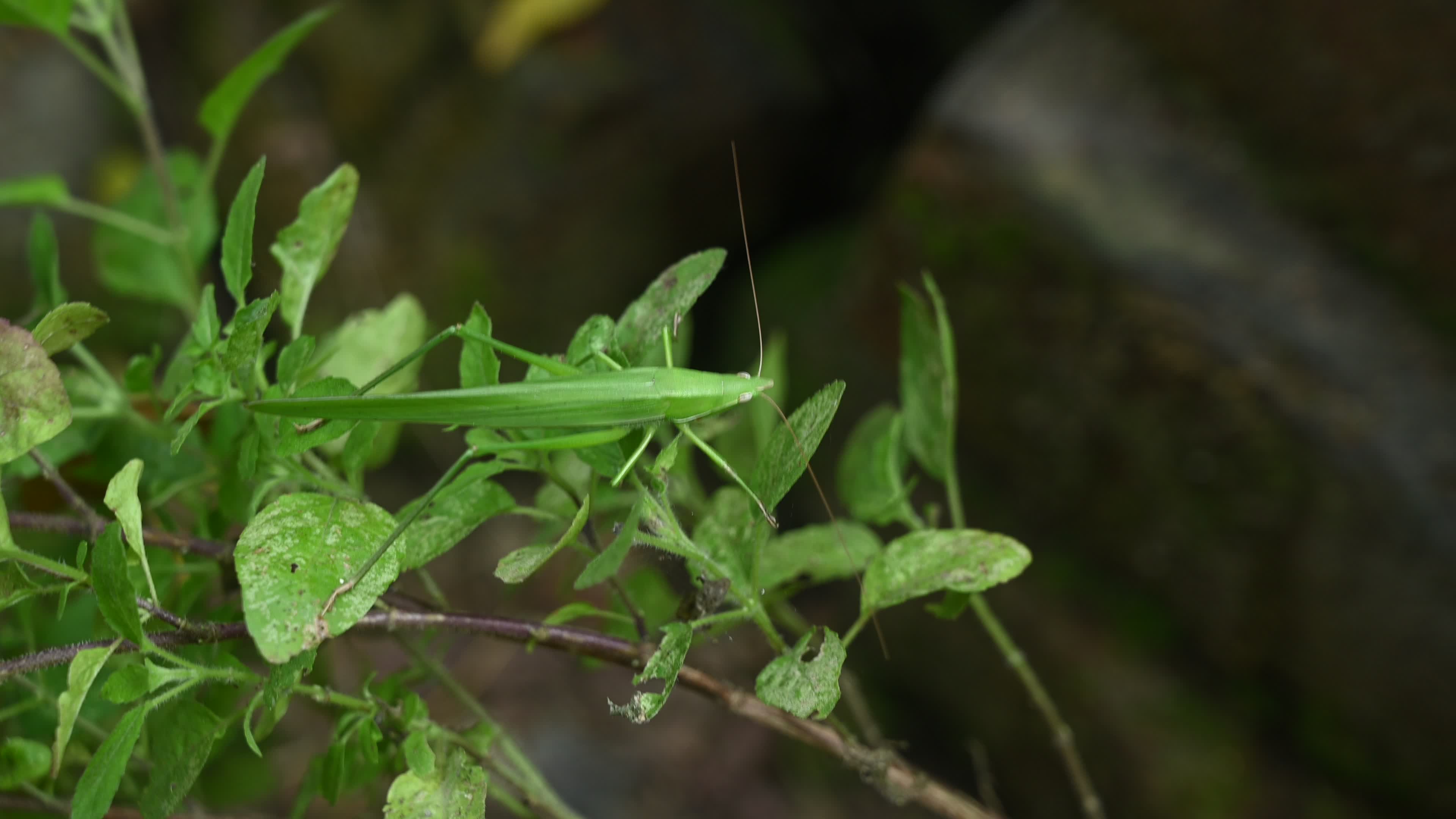 Ruspolia nitidula - Cone-headed grasshopper - Animal India
