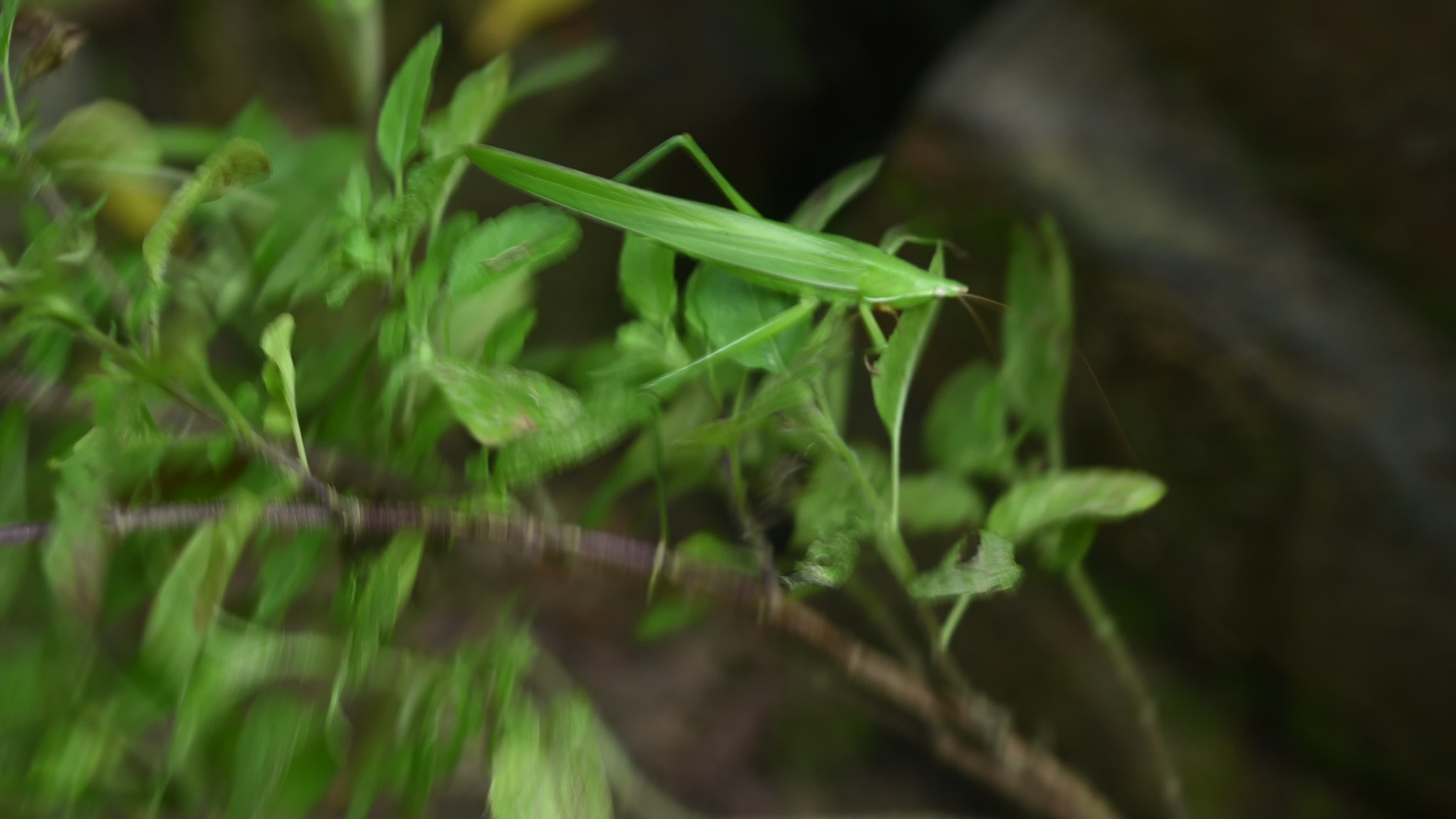 Ruspolia nitidula - Cone-headed grasshopper - Animal India
