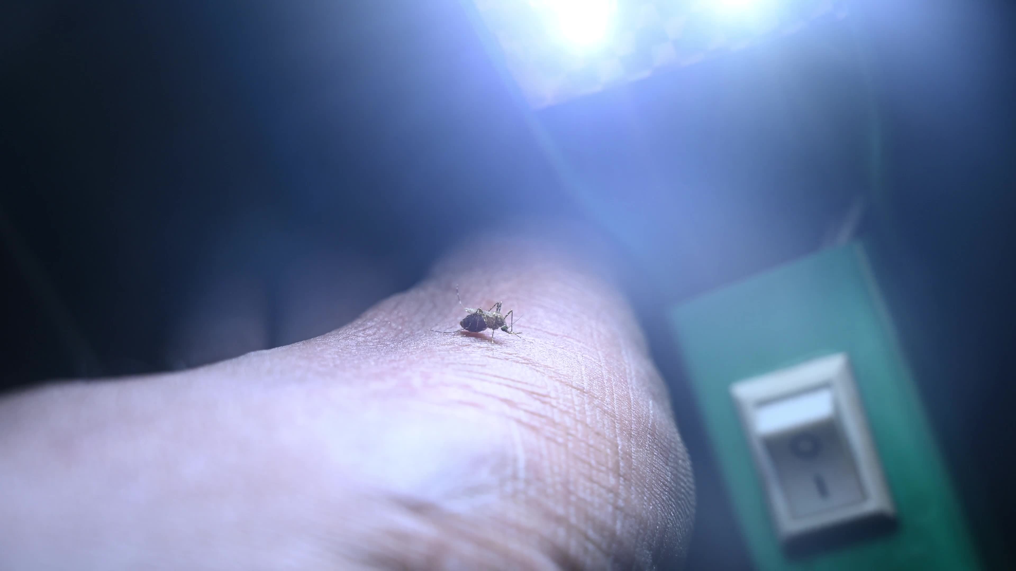 Culex Mosquito - Disease Vector
