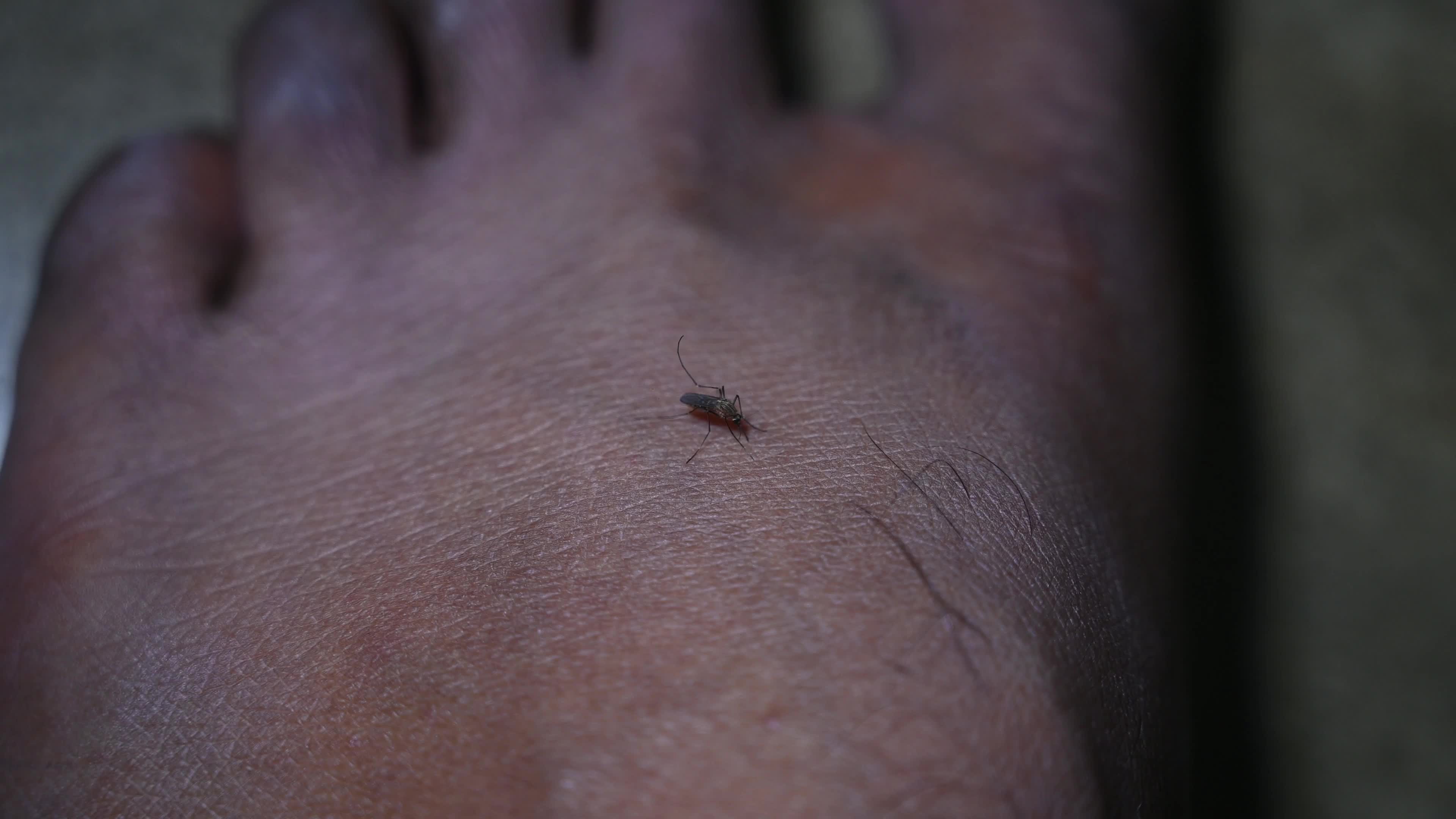 Culex Mosquito - Disease Vector

