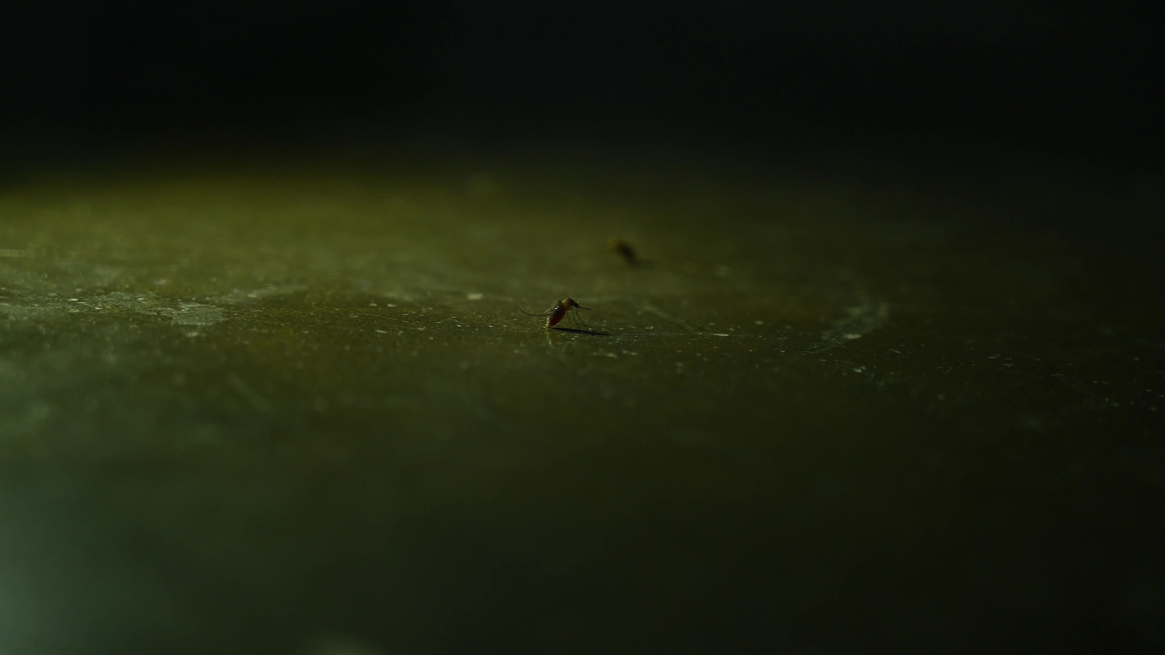 Culex Mosquito - Disease Vector
