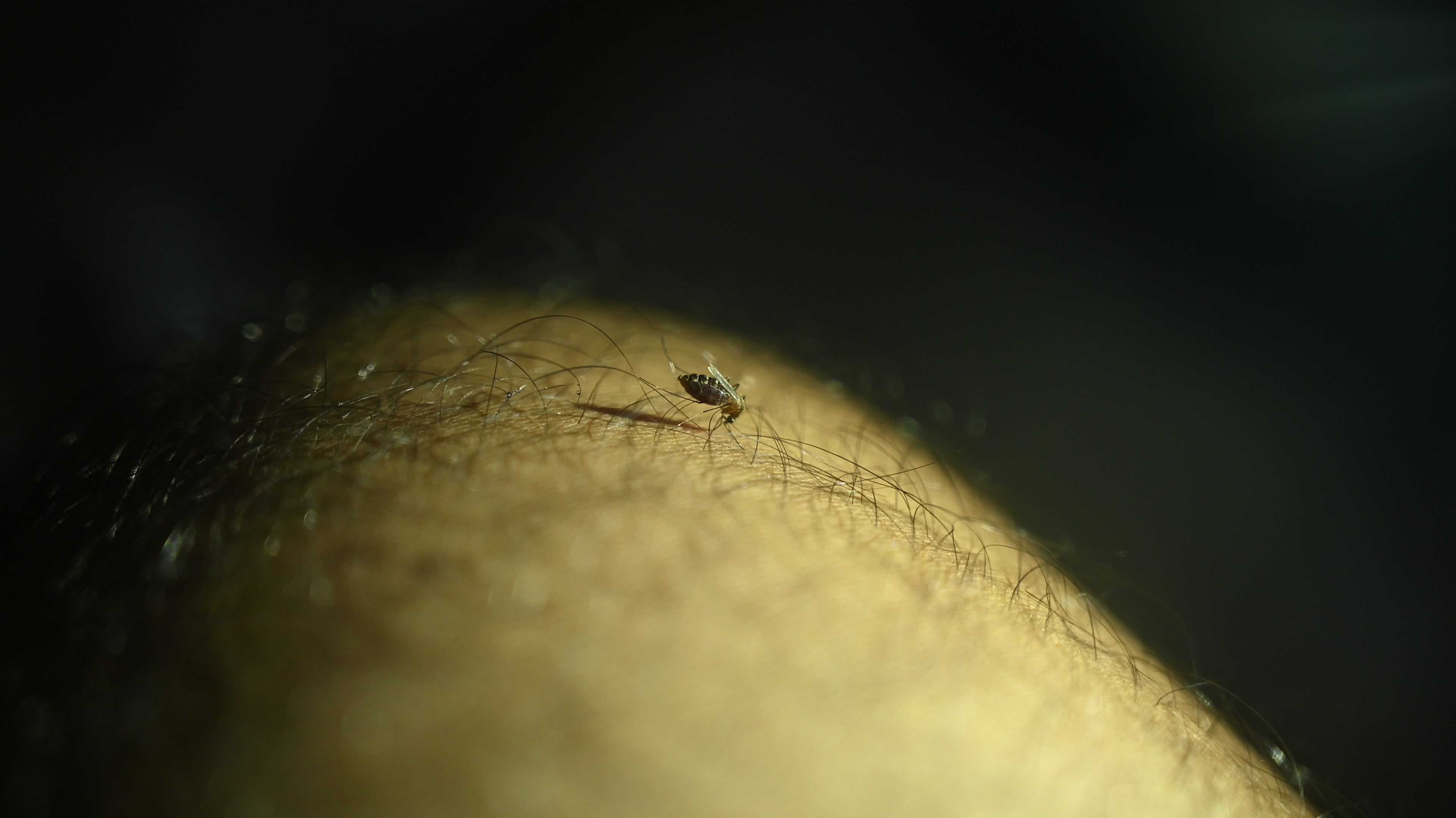 Culex Mosquito - Disease Vector
