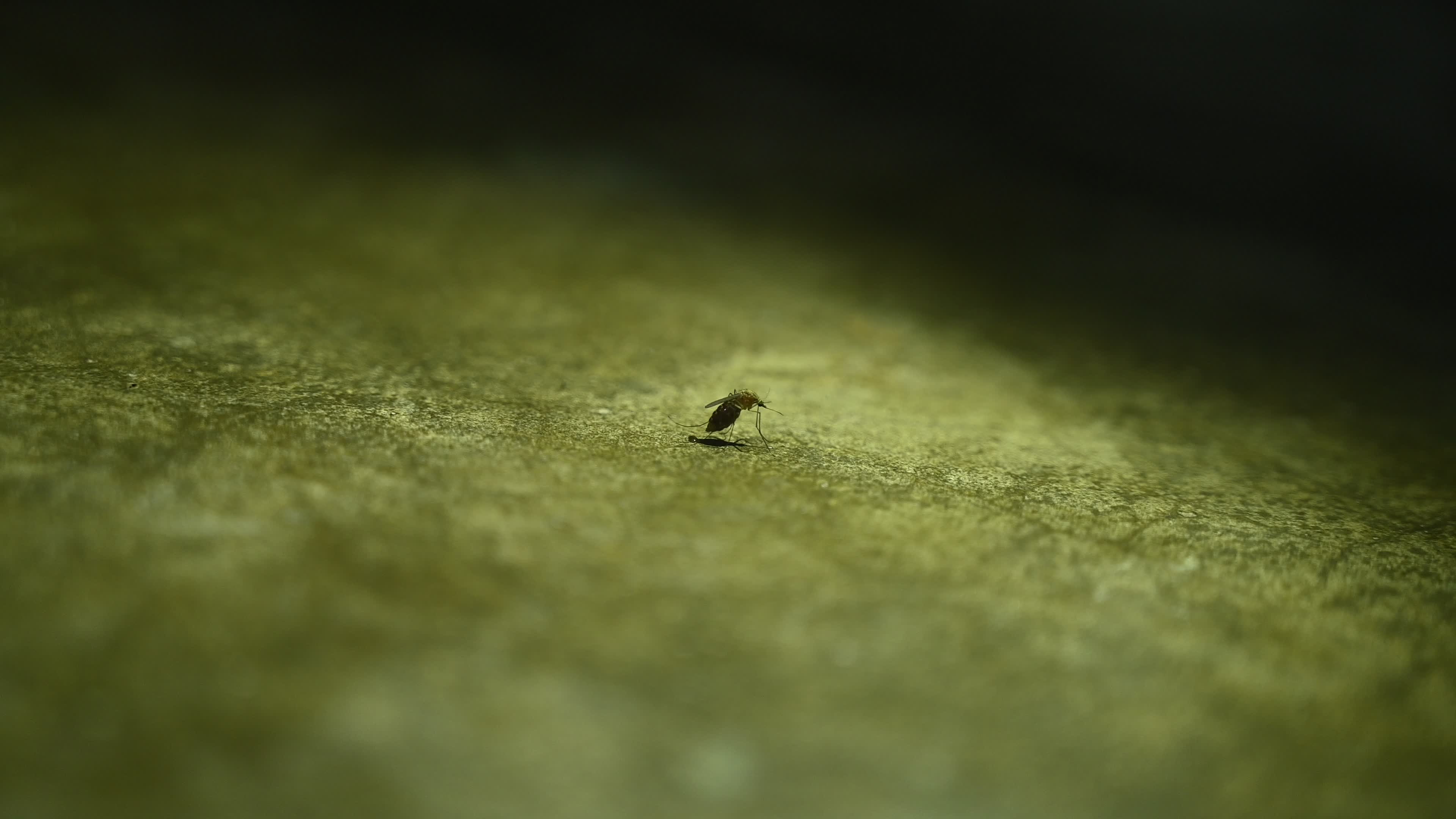 Culex Mosquito - Disease Vector
