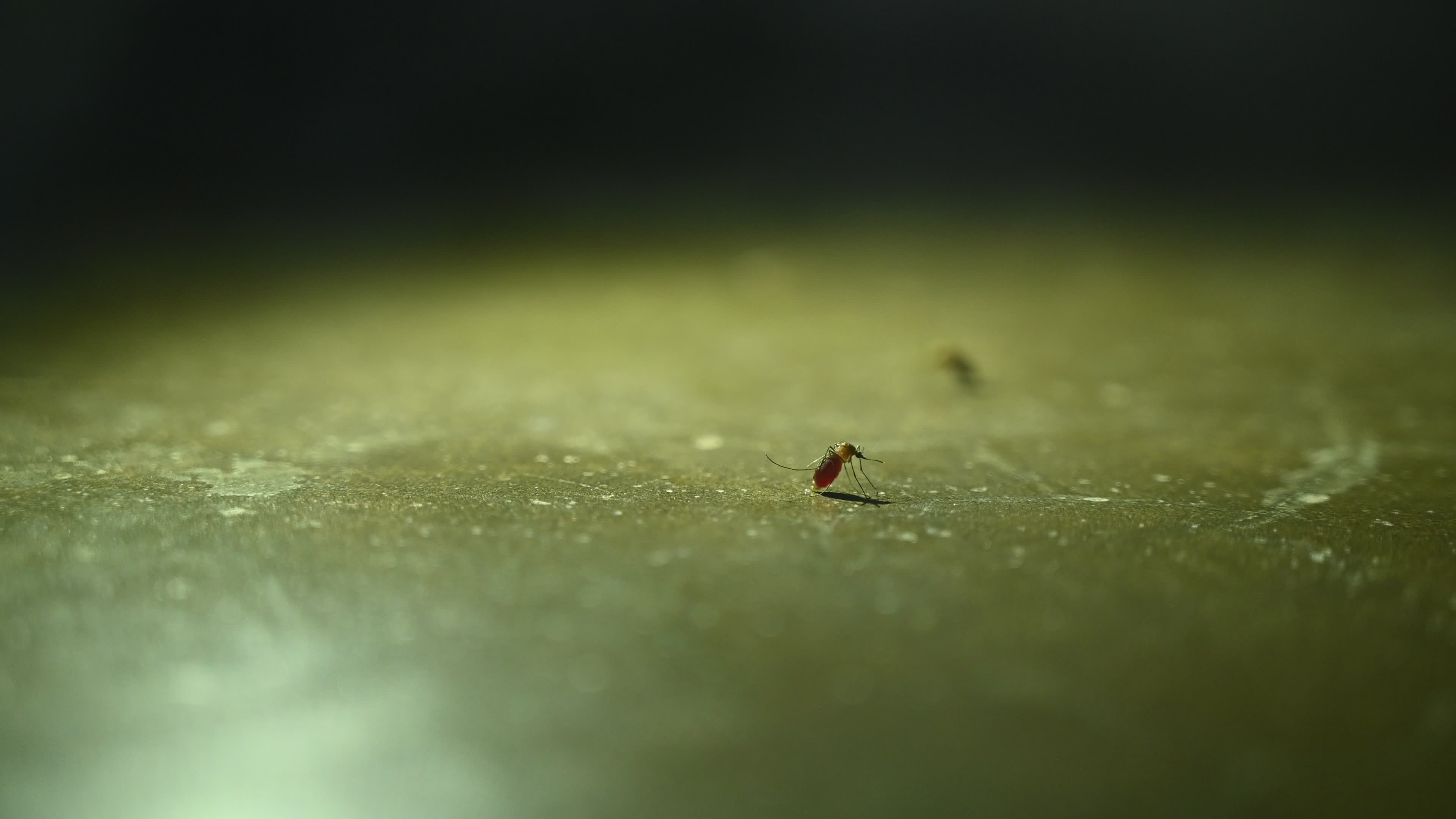 Culex Mosquito - Disease Vector
