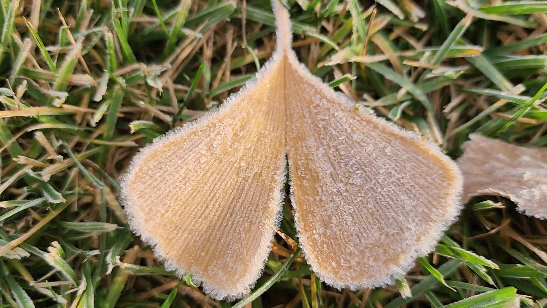 First frost of the season in Toronto, Canada