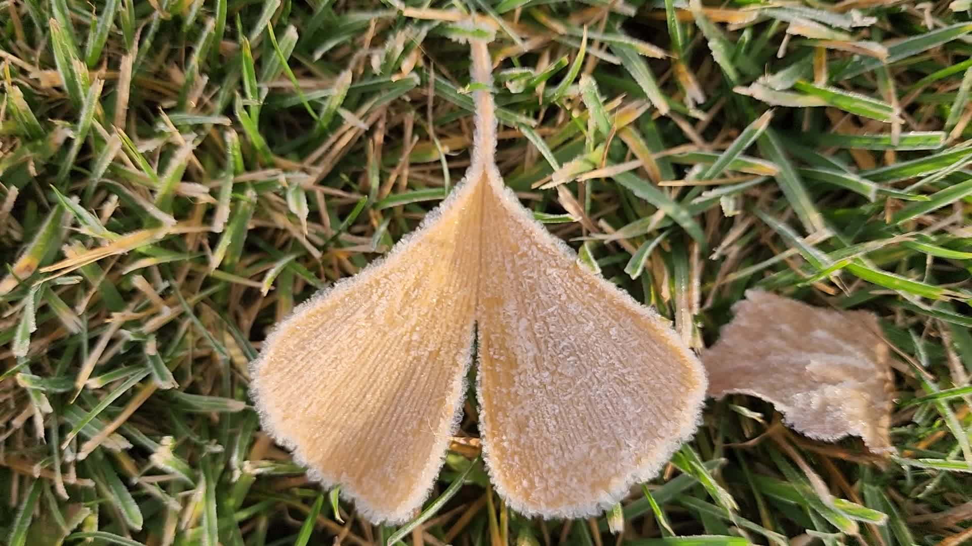 First frost of the season in Toronto, Canada