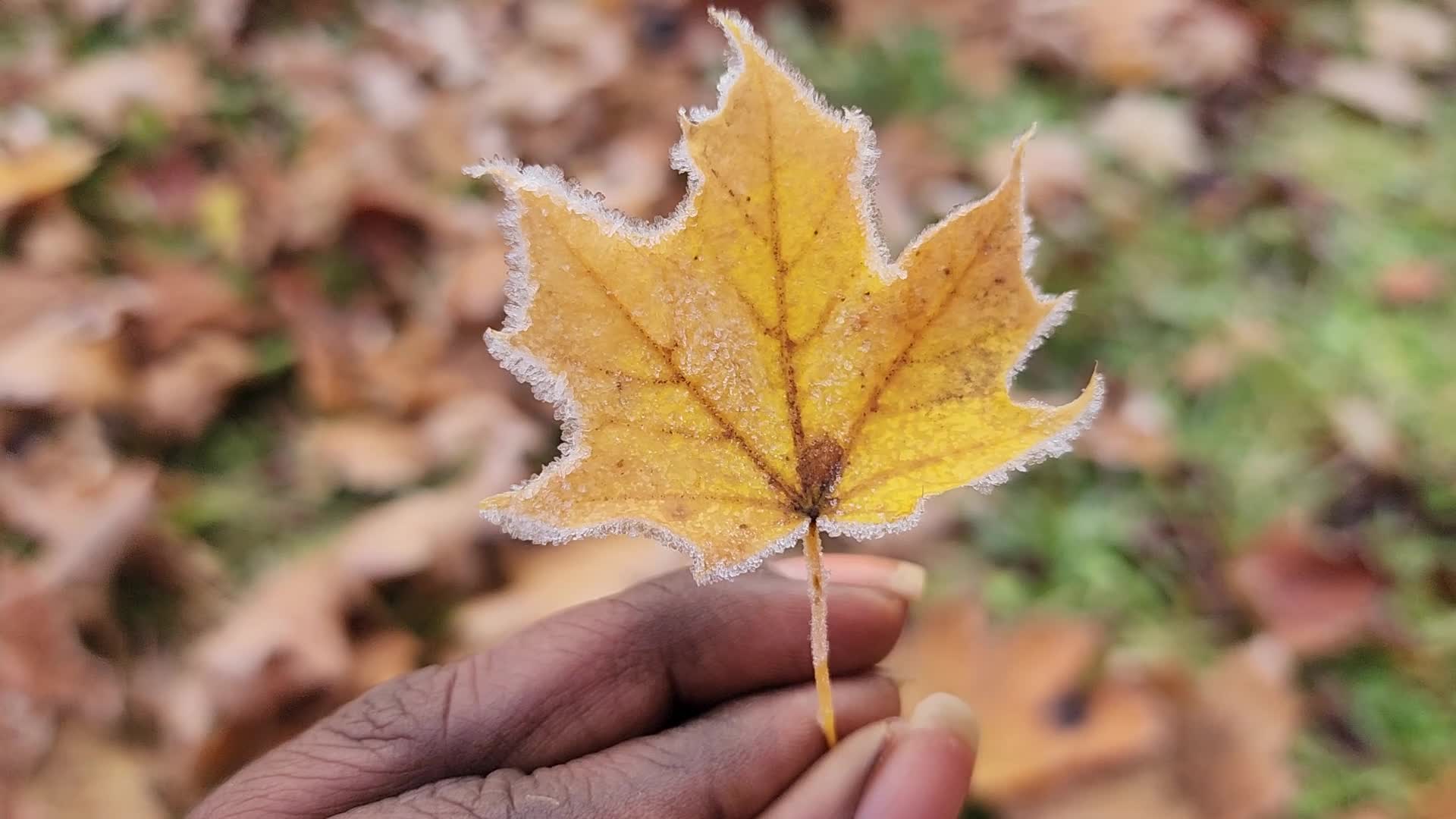 First frost of the season in Toronto, Canada
