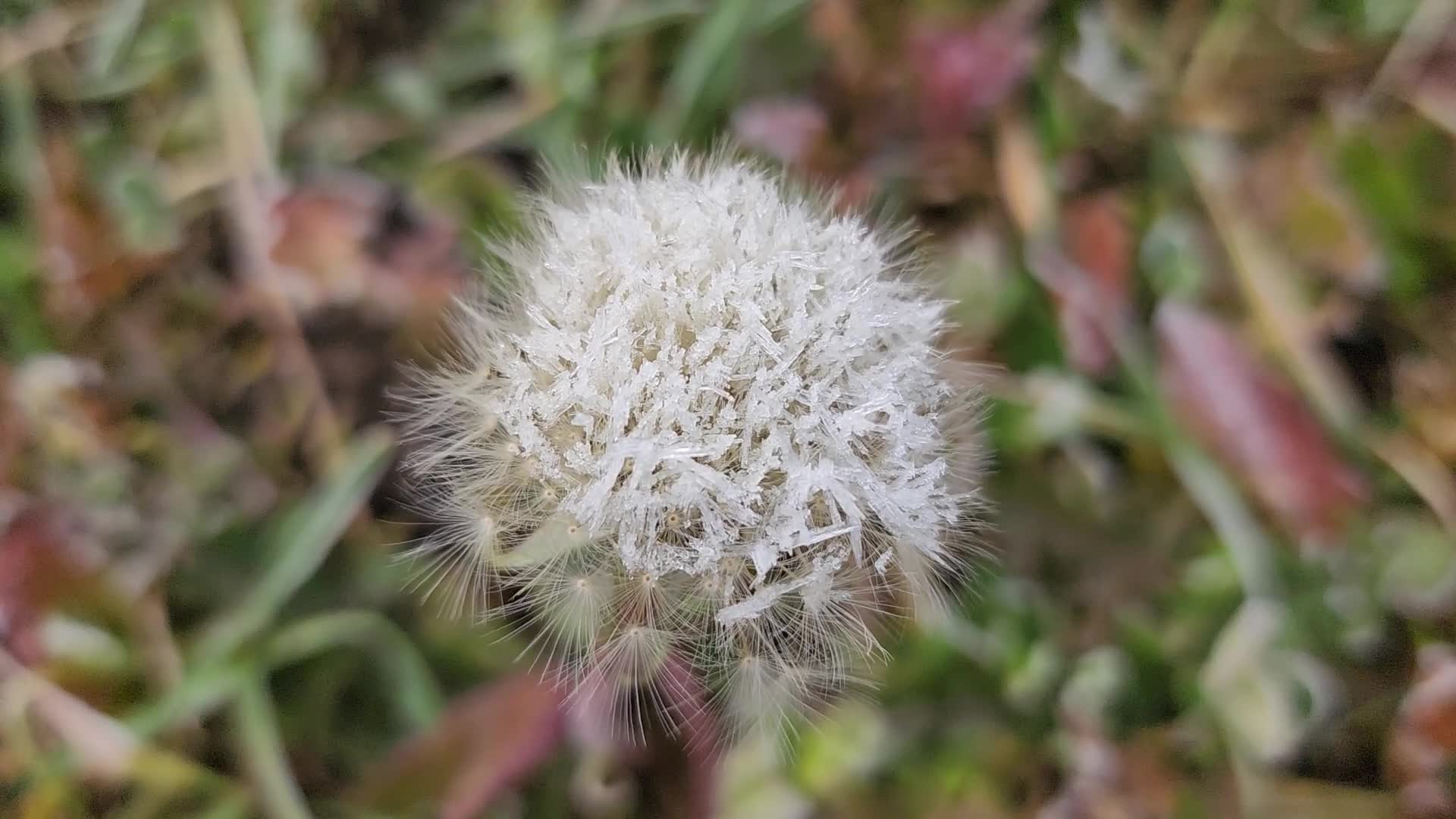 First frost of the season in Toronto, Canada