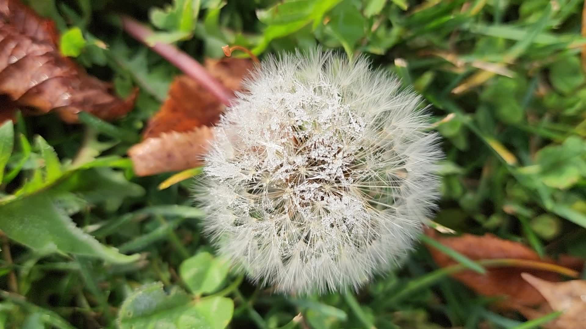 First frost of the season in Toronto, Canada