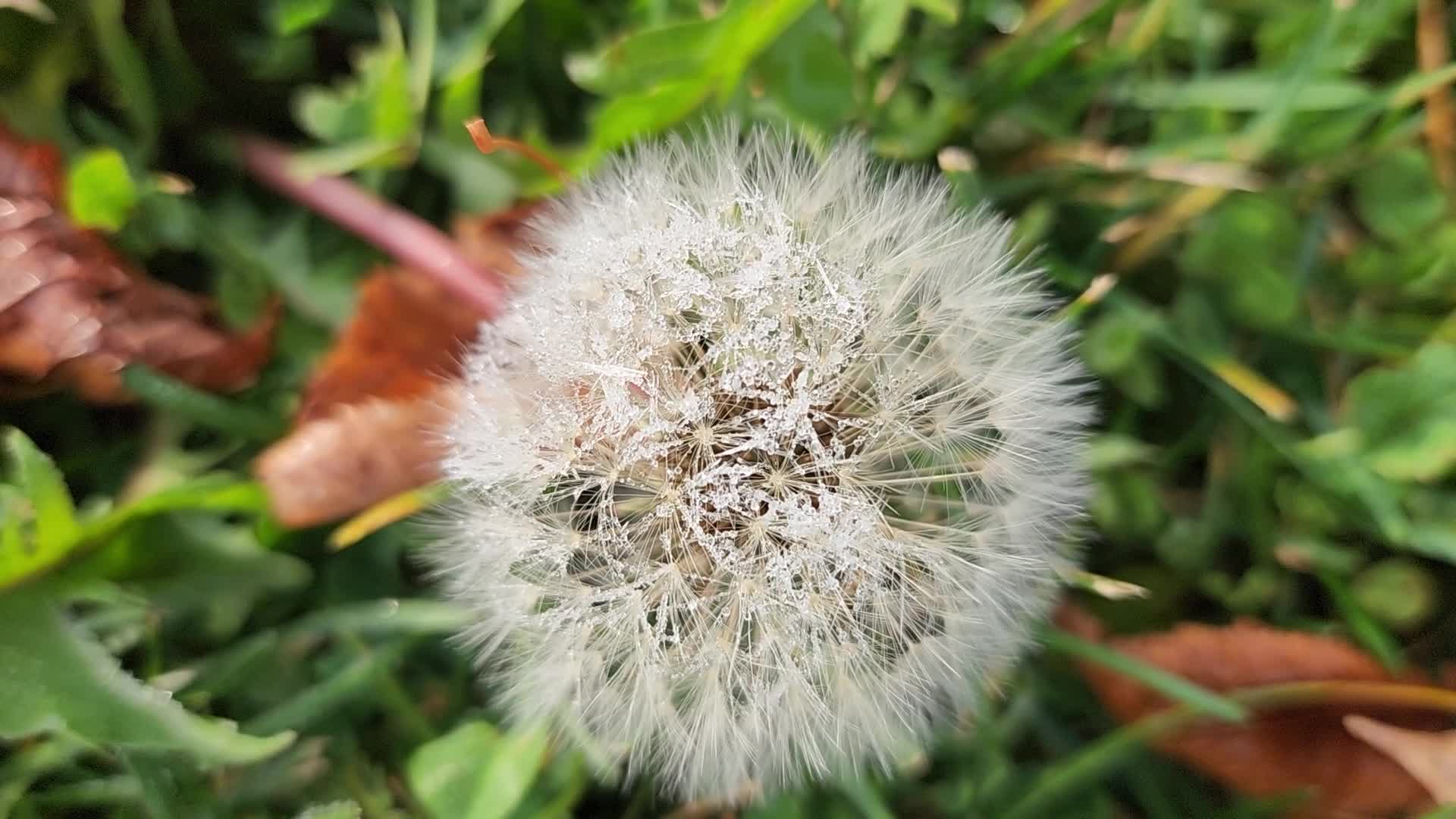 First frost of the season in Toronto, Canada