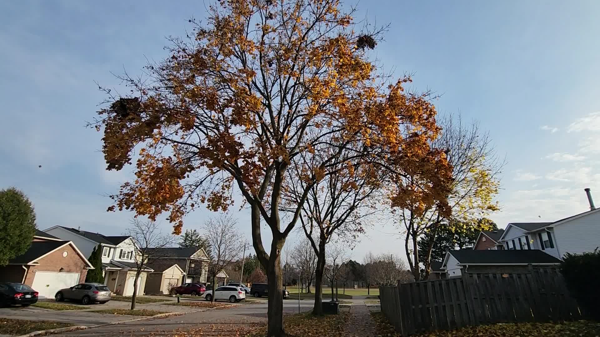 First frost of the season in Toronto, Canada