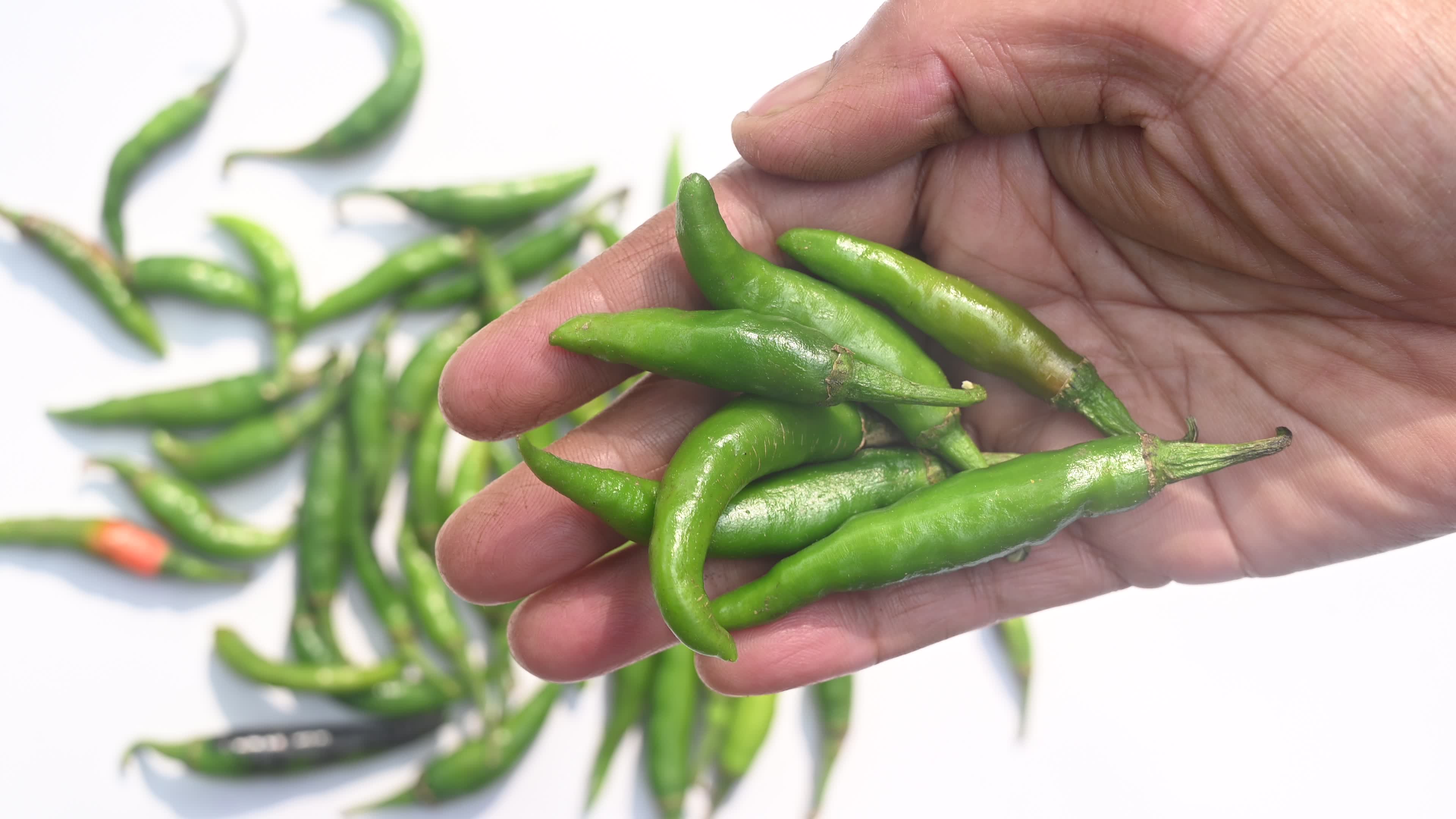 Green Chilli Pepper - Agriculture in India
