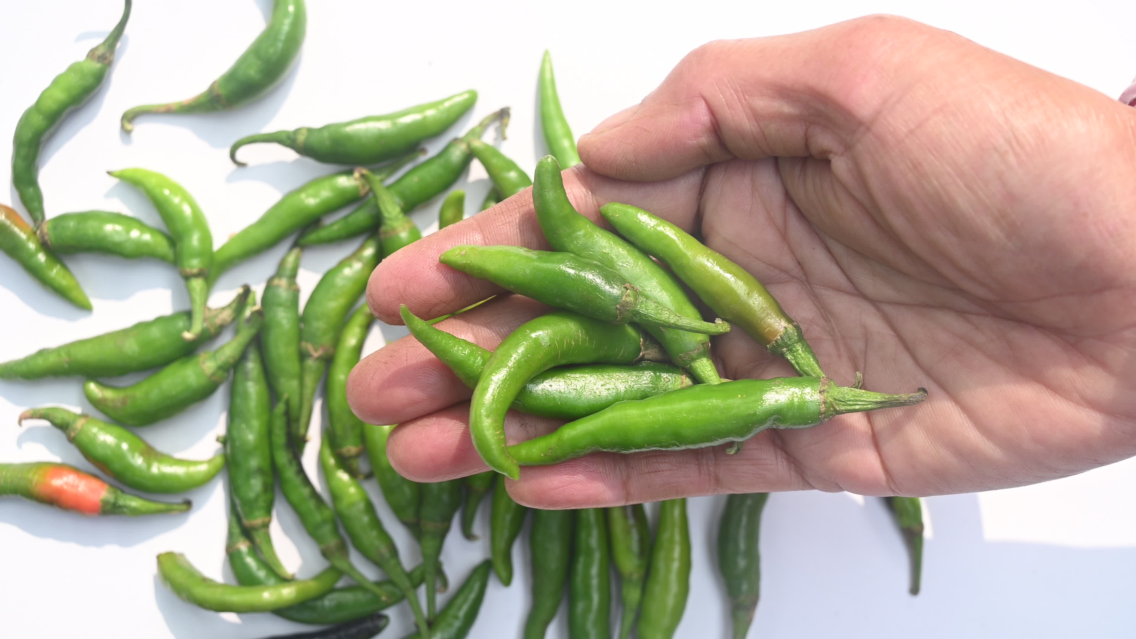 Green Chilli Pepper - Agriculture in India
