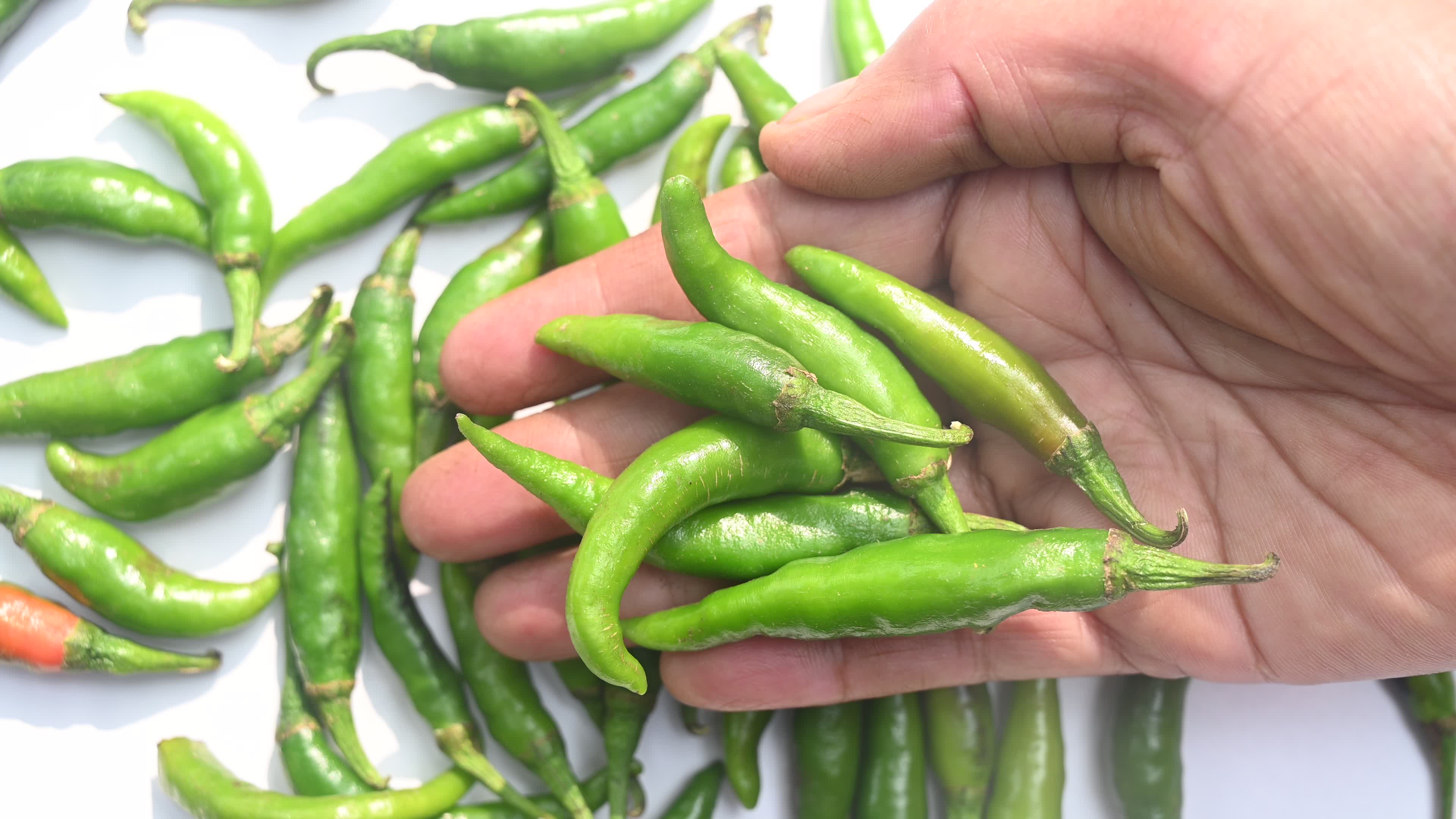 Green Chilli Pepper - Agriculture in India
