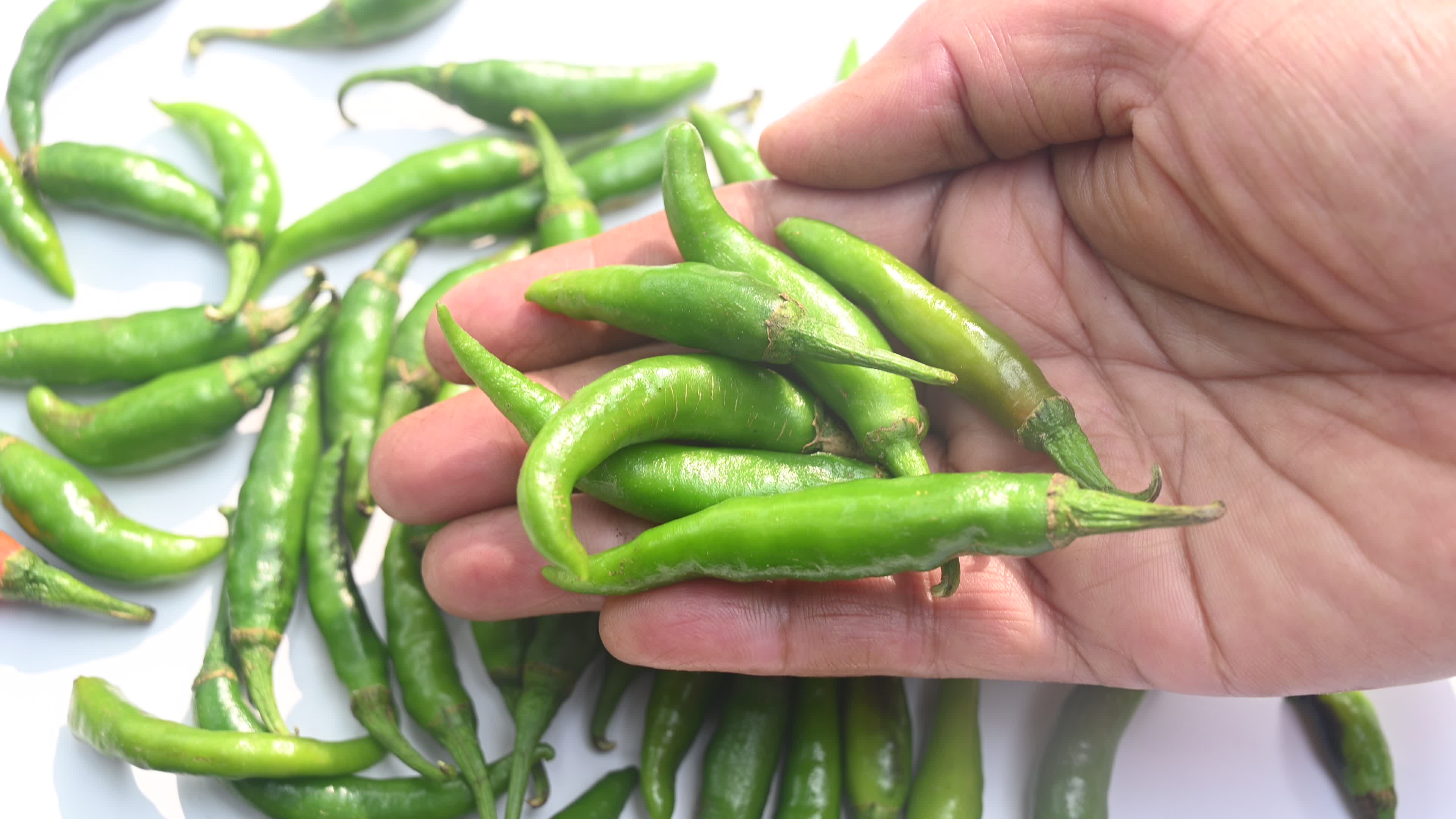 Green Chilli Pepper - Agriculture in India
