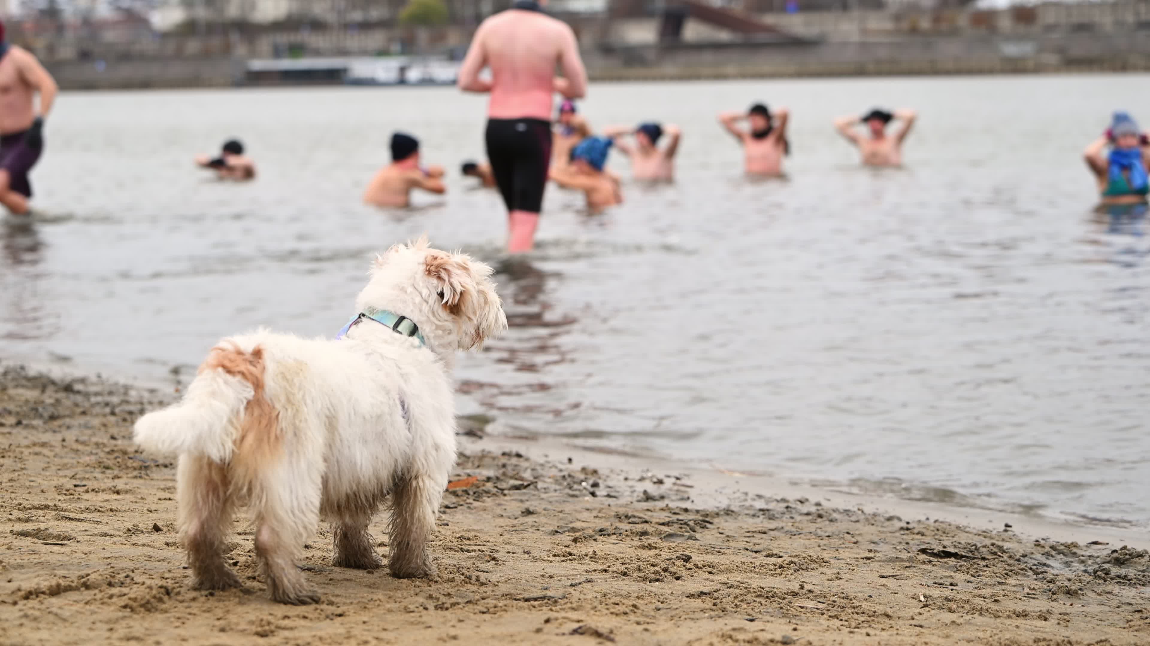 "Walruses" brave cold waters in Warsaw