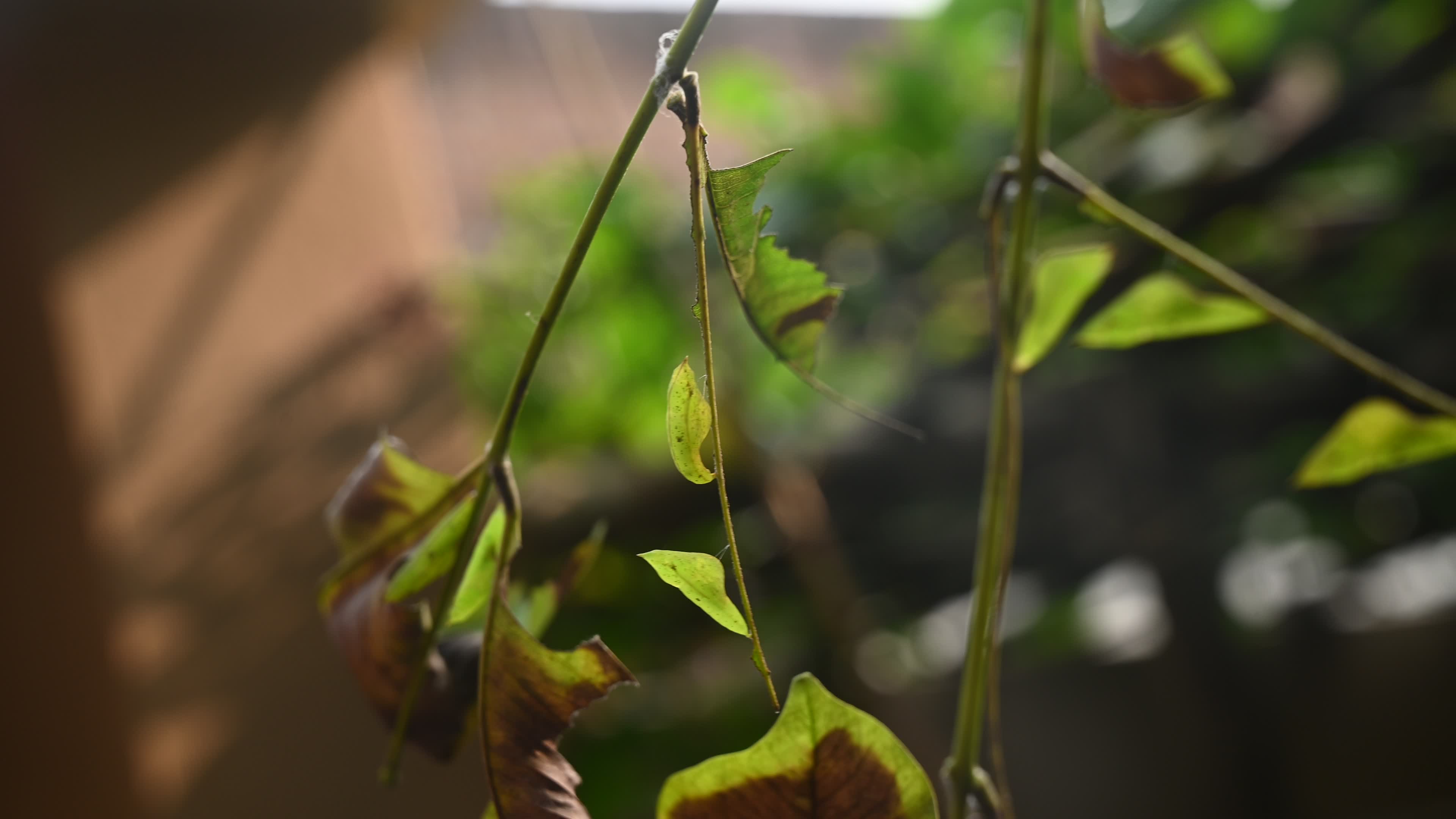 Eurema hecabe - Common Grass Yellow Butterfly - Animal India
