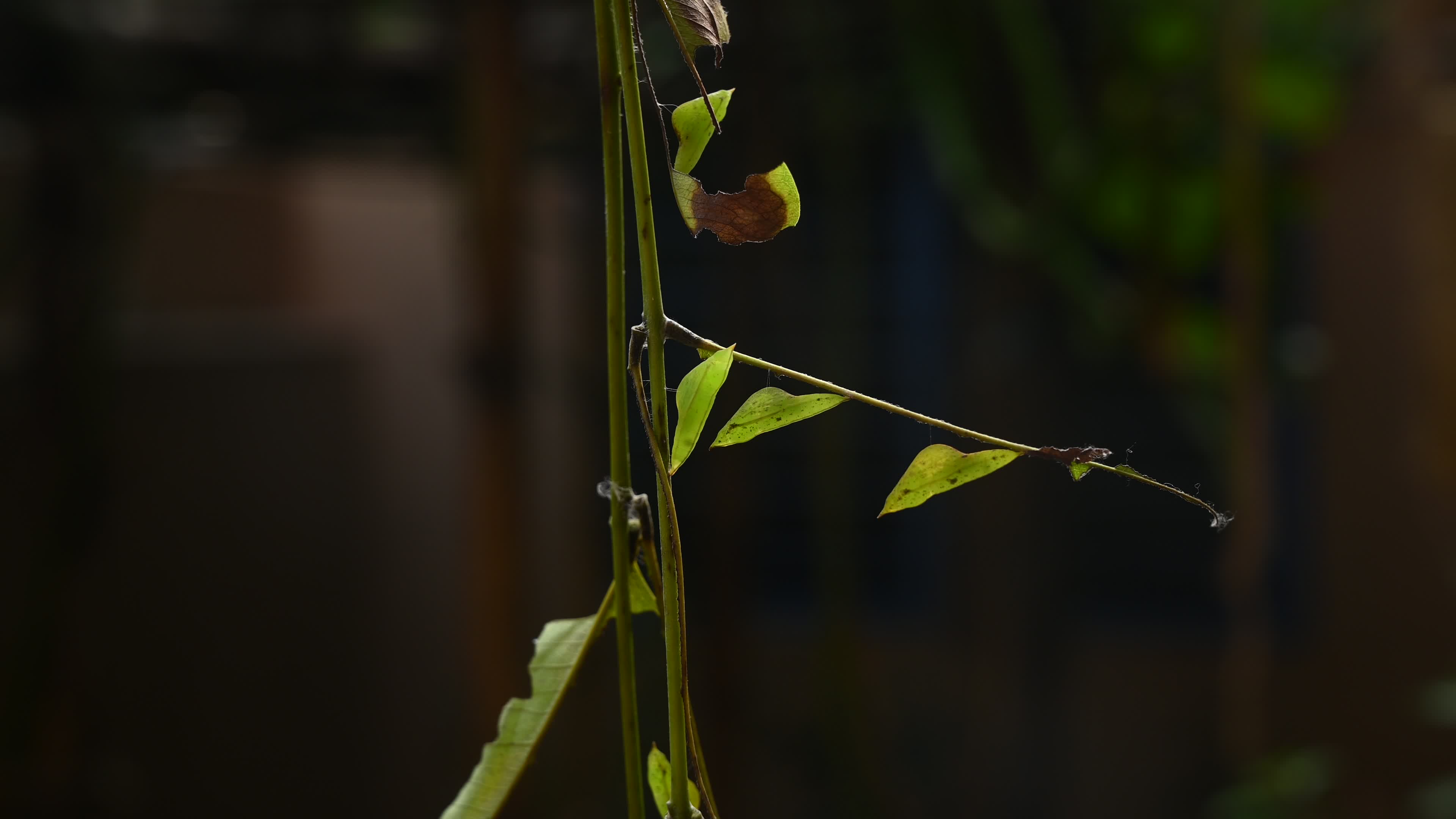 Eurema hecabe - Common Grass Yellow Butterfly - Animal India
