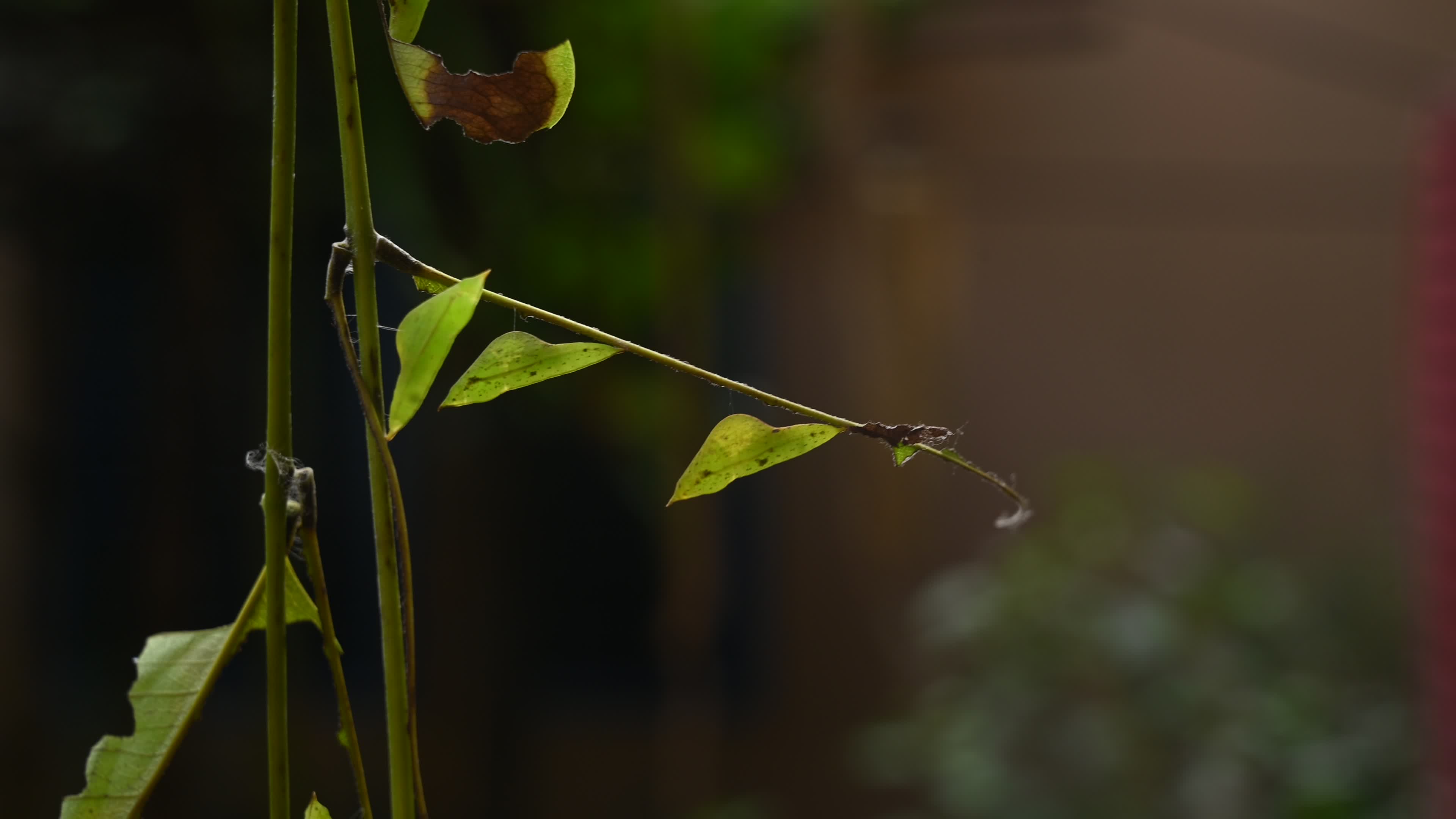 Eurema hecabe - Common Grass Yellow Butterfly - Animal India

