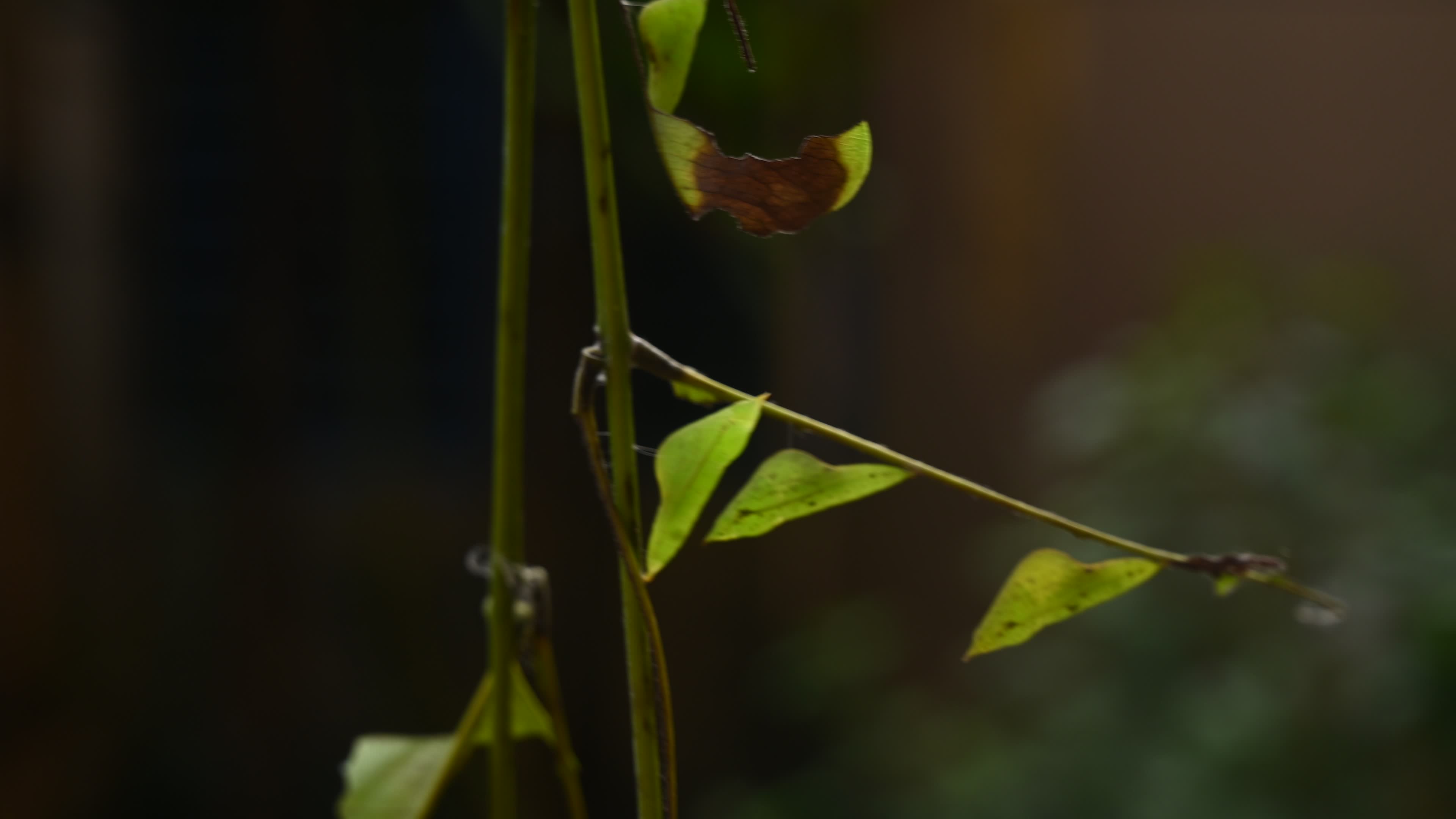 Eurema hecabe - Common Grass Yellow Butterfly - Animal India
