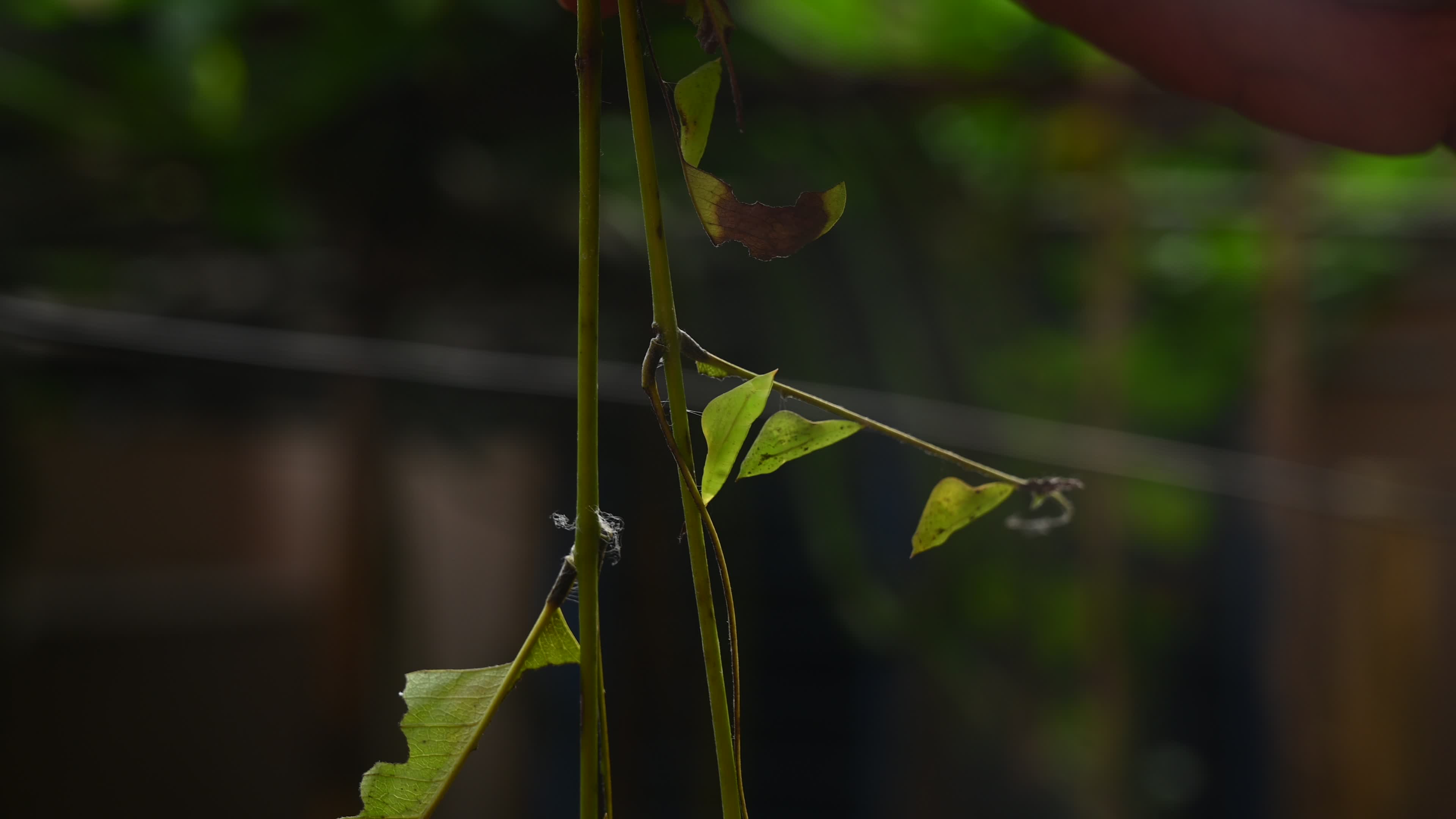 Eurema hecabe - Common Grass Yellow Butterfly - Animal India
