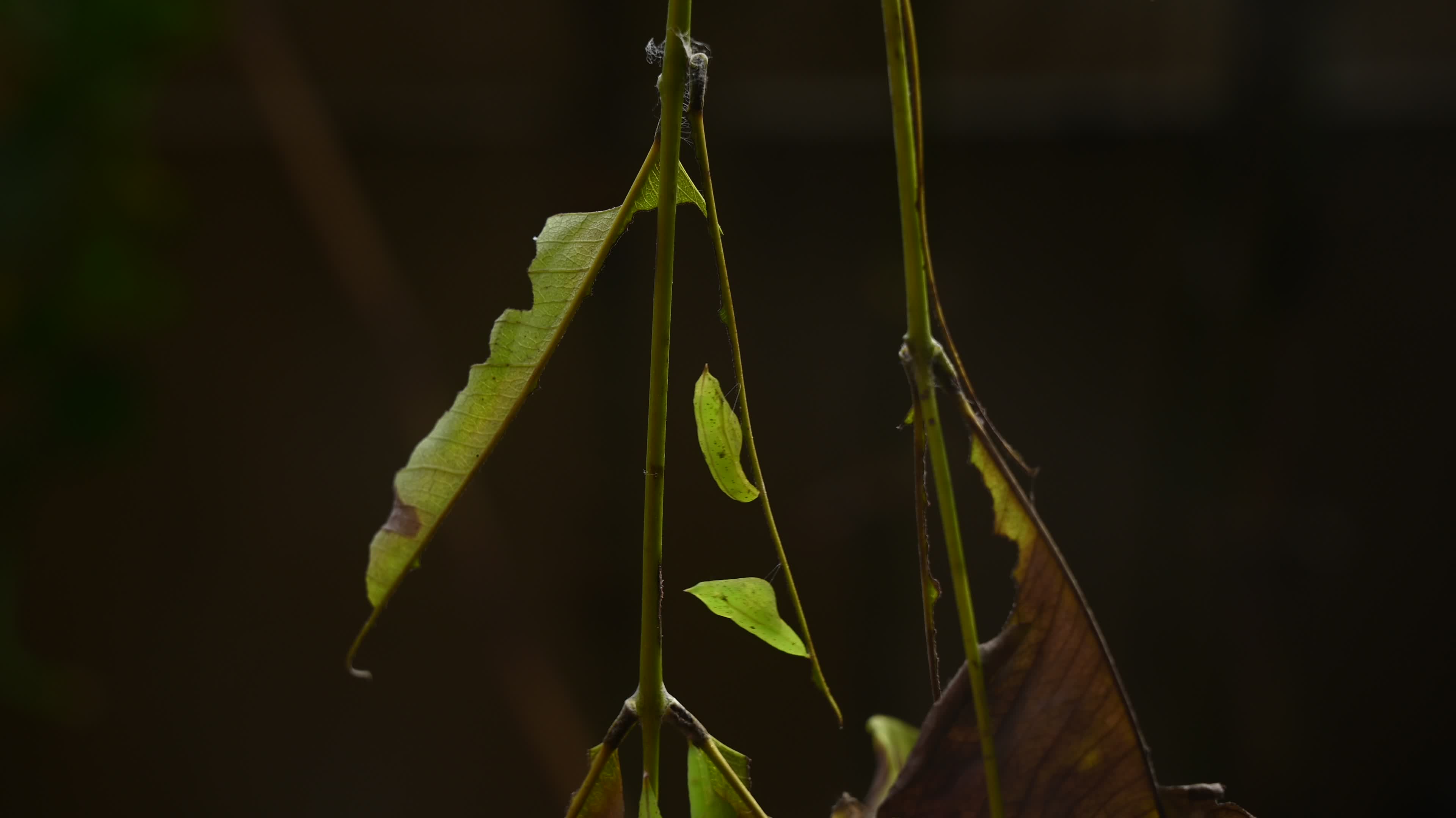 Eurema hecabe - Common Grass Yellow Butterfly - Animal India
