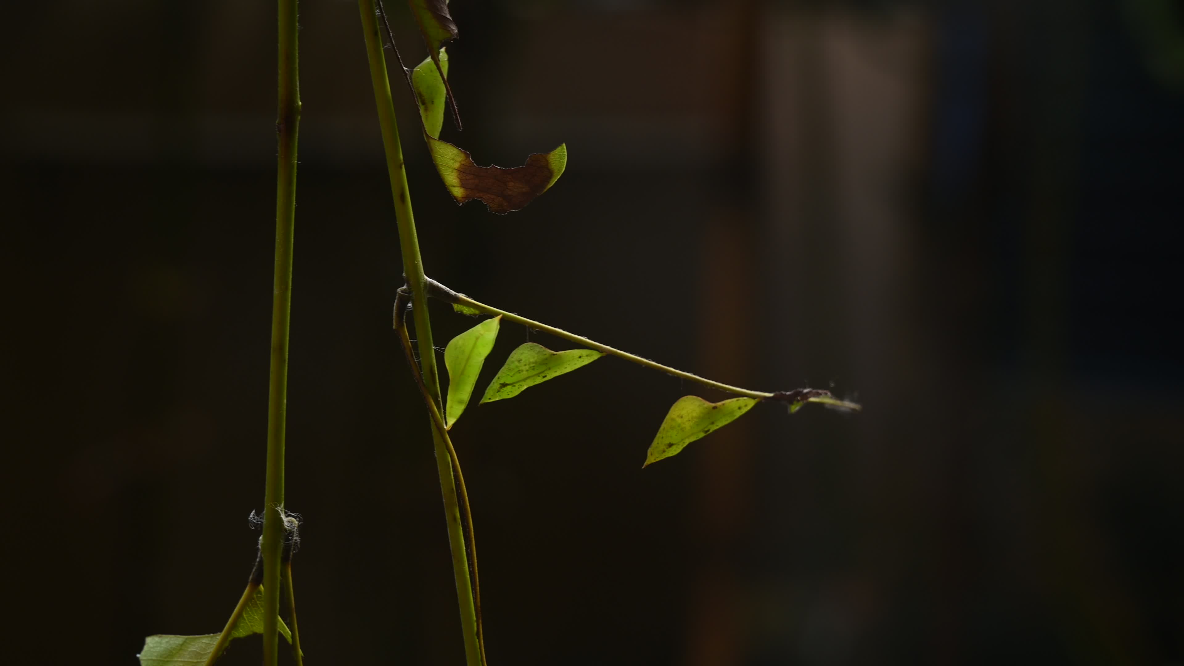 Eurema hecabe - Common Grass Yellow Butterfly - Animal India

