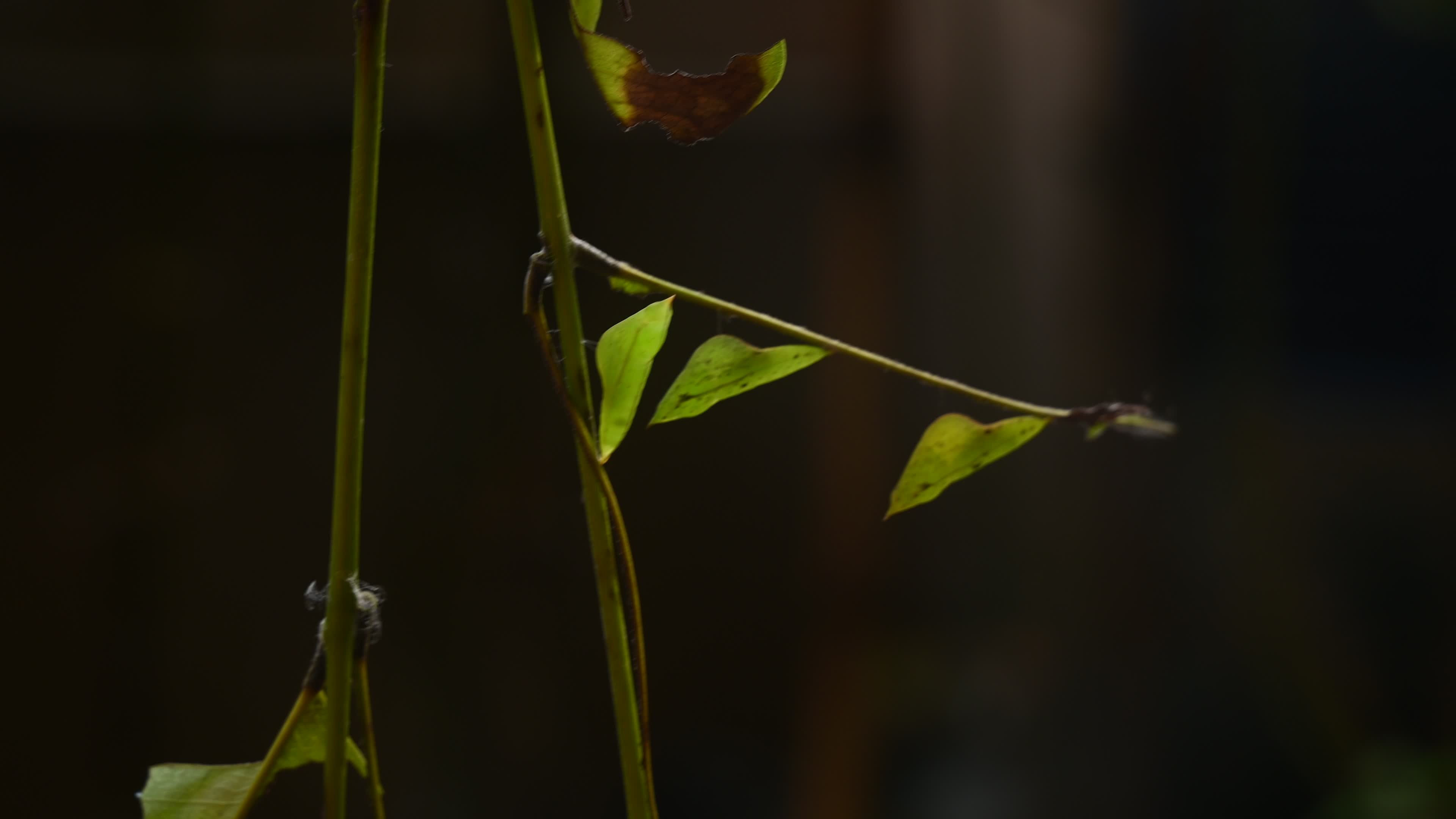 Eurema hecabe - Common Grass Yellow Butterfly - Animal India

