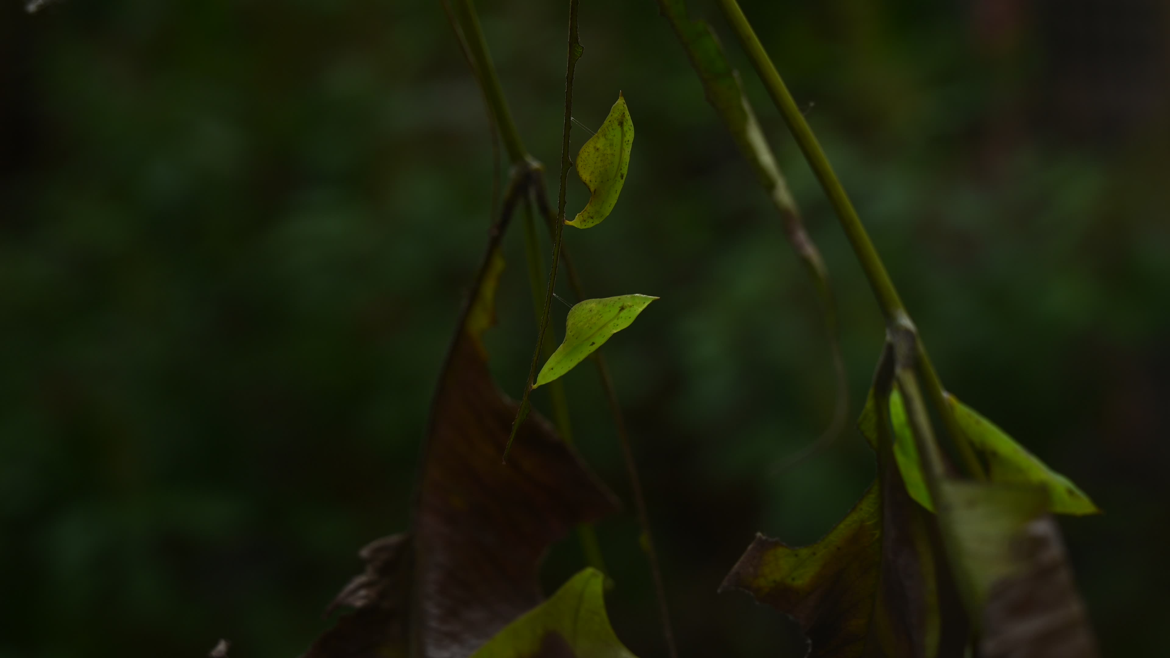 Eurema hecabe - Common Grass Yellow Butterfly - Animal India
